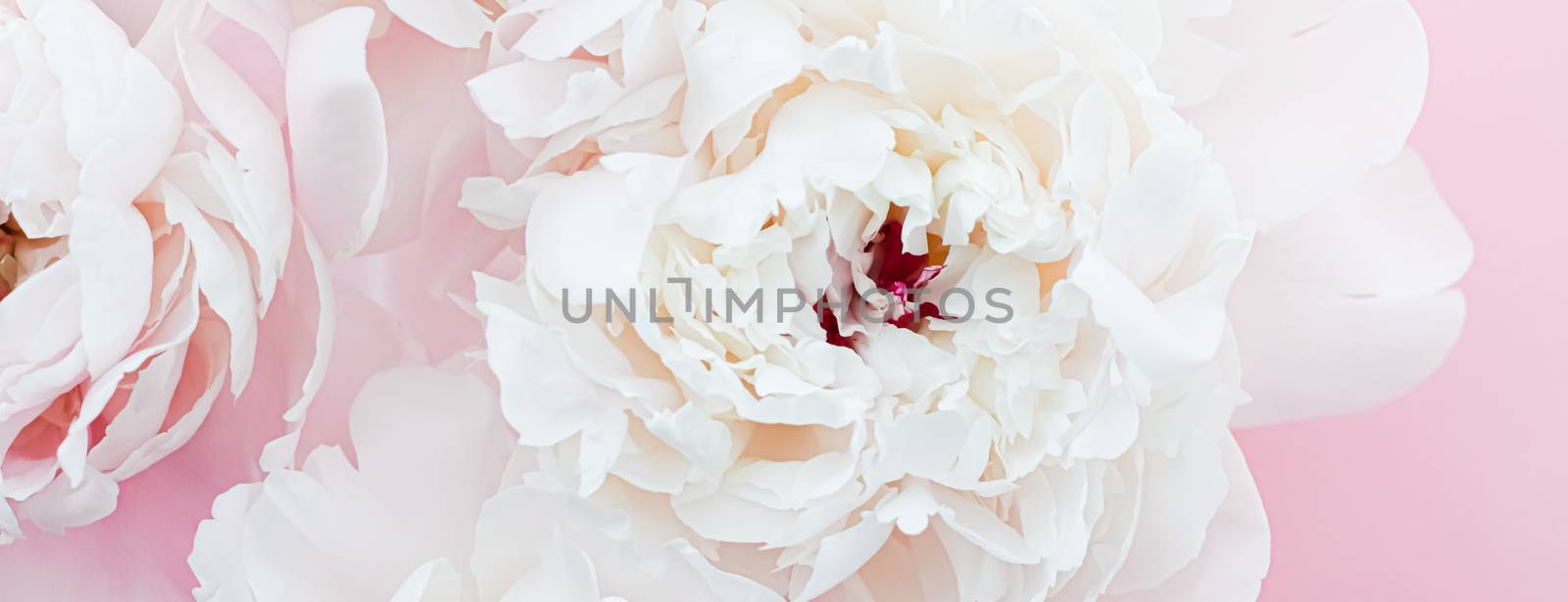 White peony flowers as floral art on pink background, wedding flatlay and luxury branding design