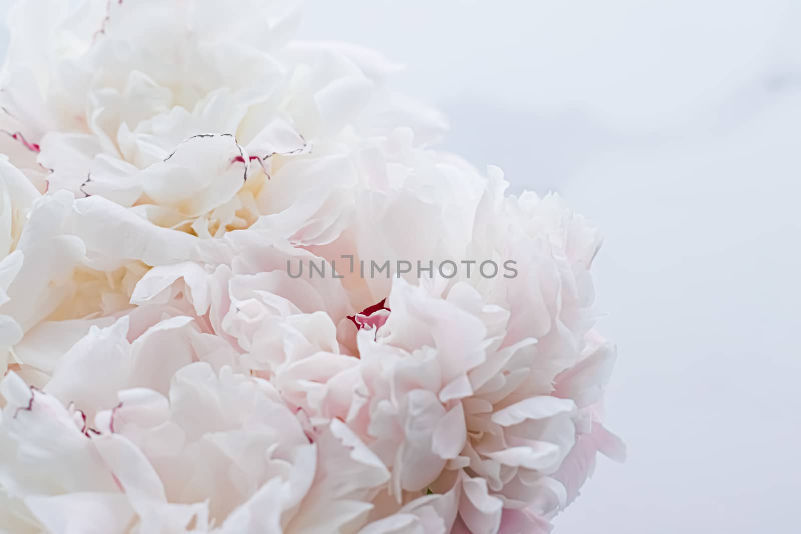 Bouquet of peony flowers as luxury floral background, wedding decoration and event branding design