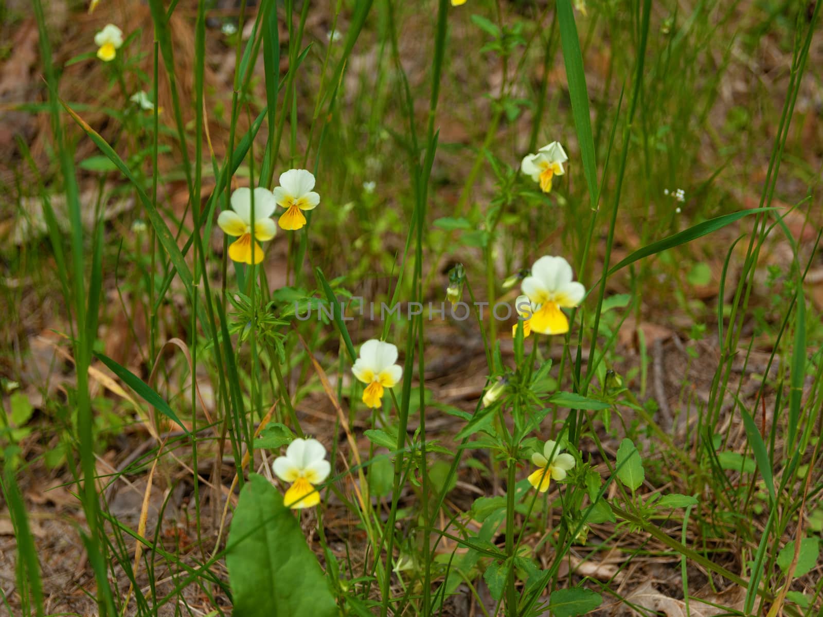 Beautiful flowers, pansies on a green meadow