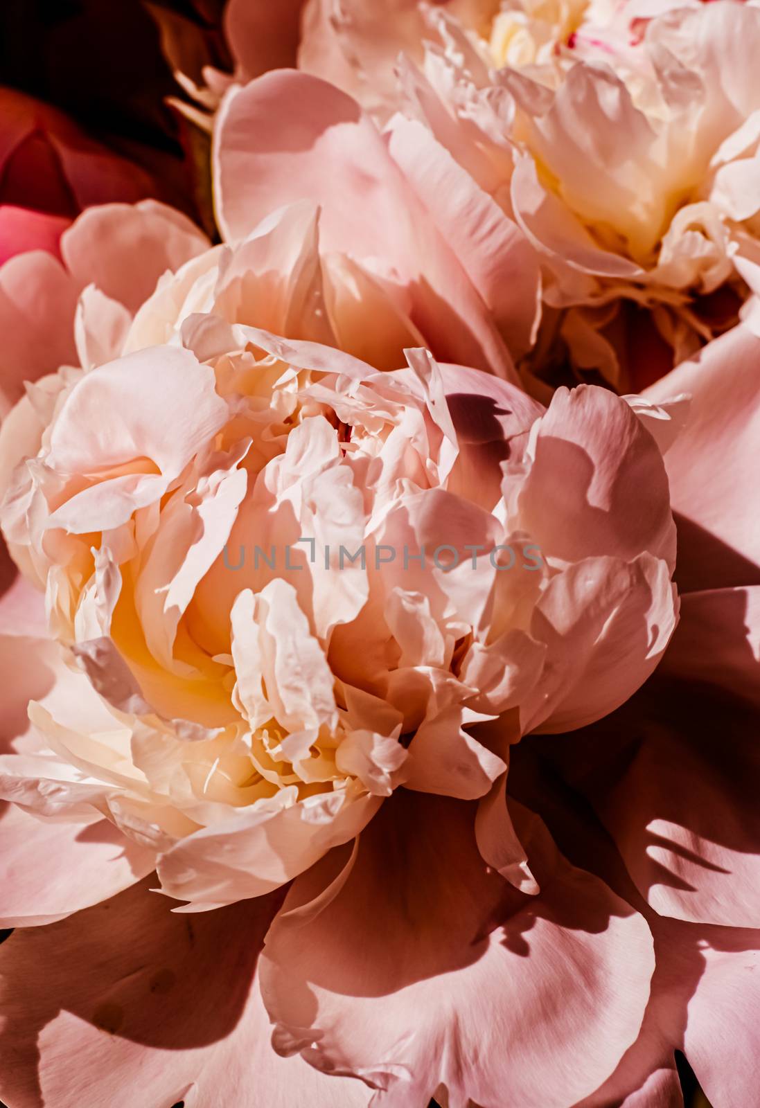 Peony flowers as luxury floral background, wedding decoration and event branding by Anneleven