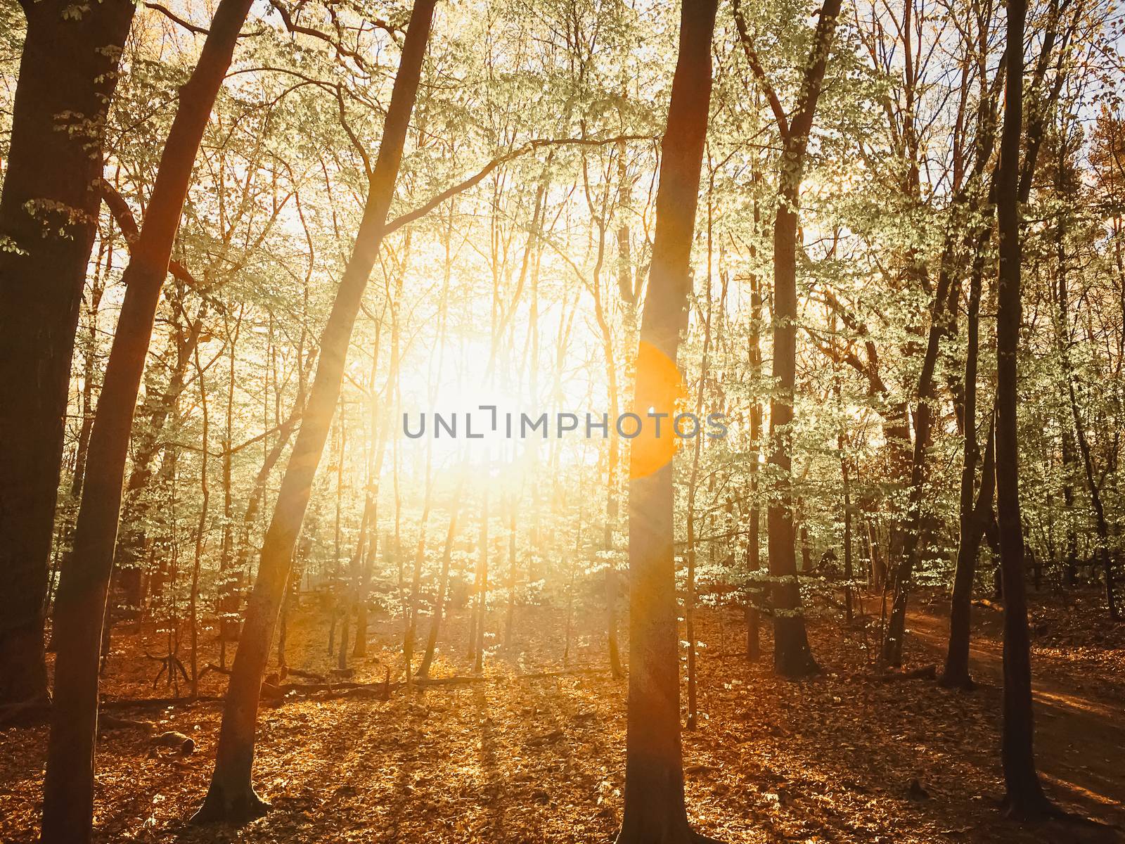 Spring forest landscape at sunset or sunrise, nature and environment