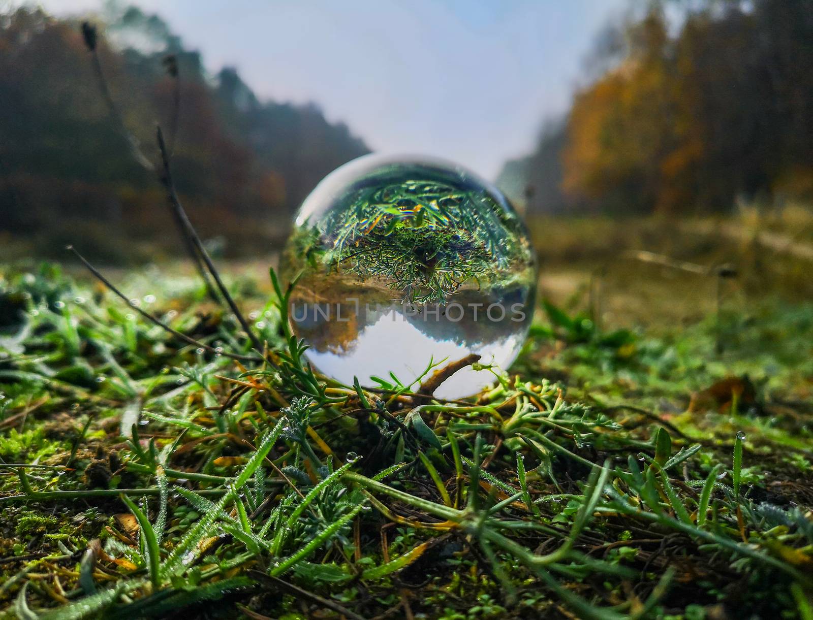 Glass Crystal ball on green grass wet of morning dew 