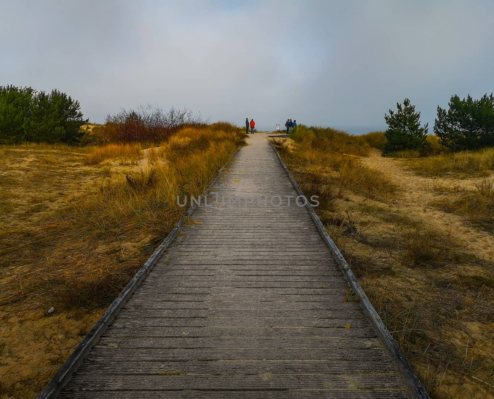 Path with bushes around on Beach near baltic sea in Swinoujscie in november by Wierzchu