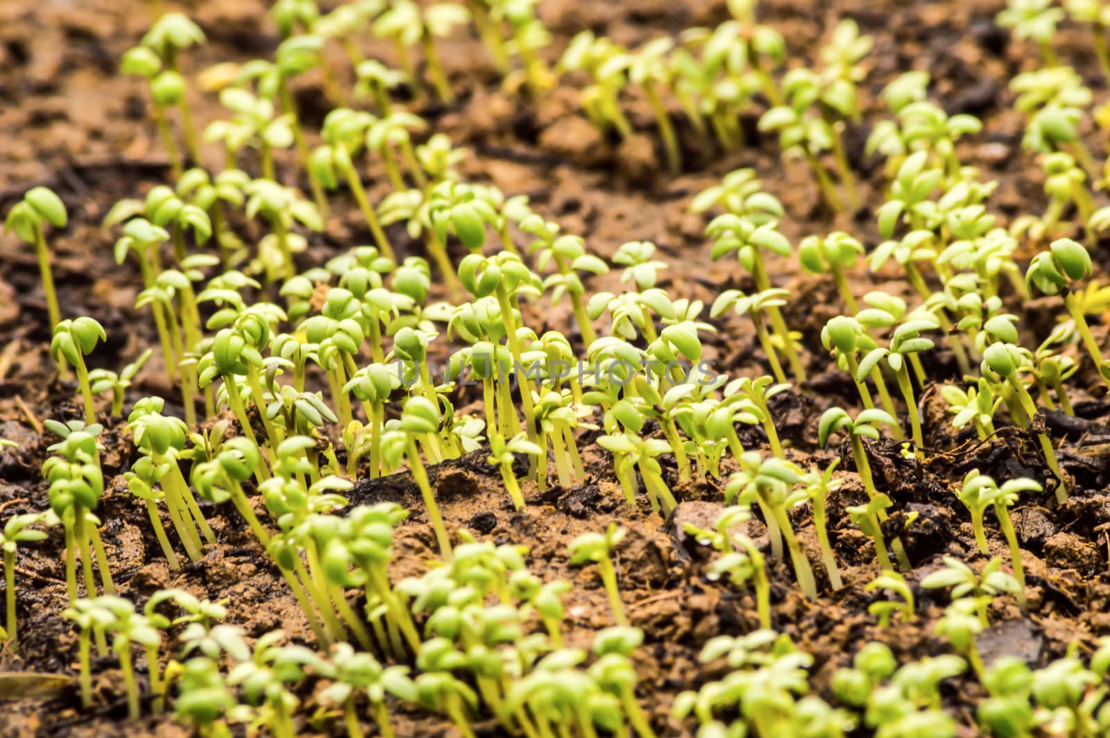 close-up of watercress in the ground. by Philou1000