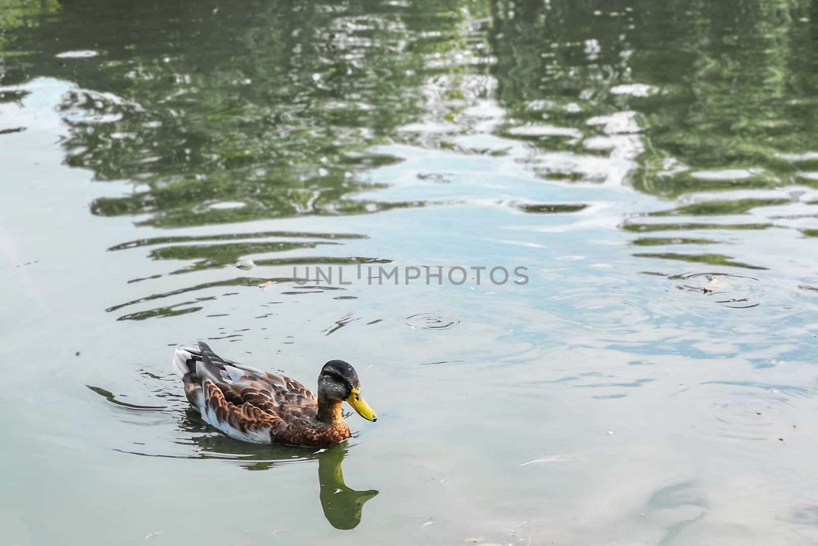 Duck swimming on lake at sunny day