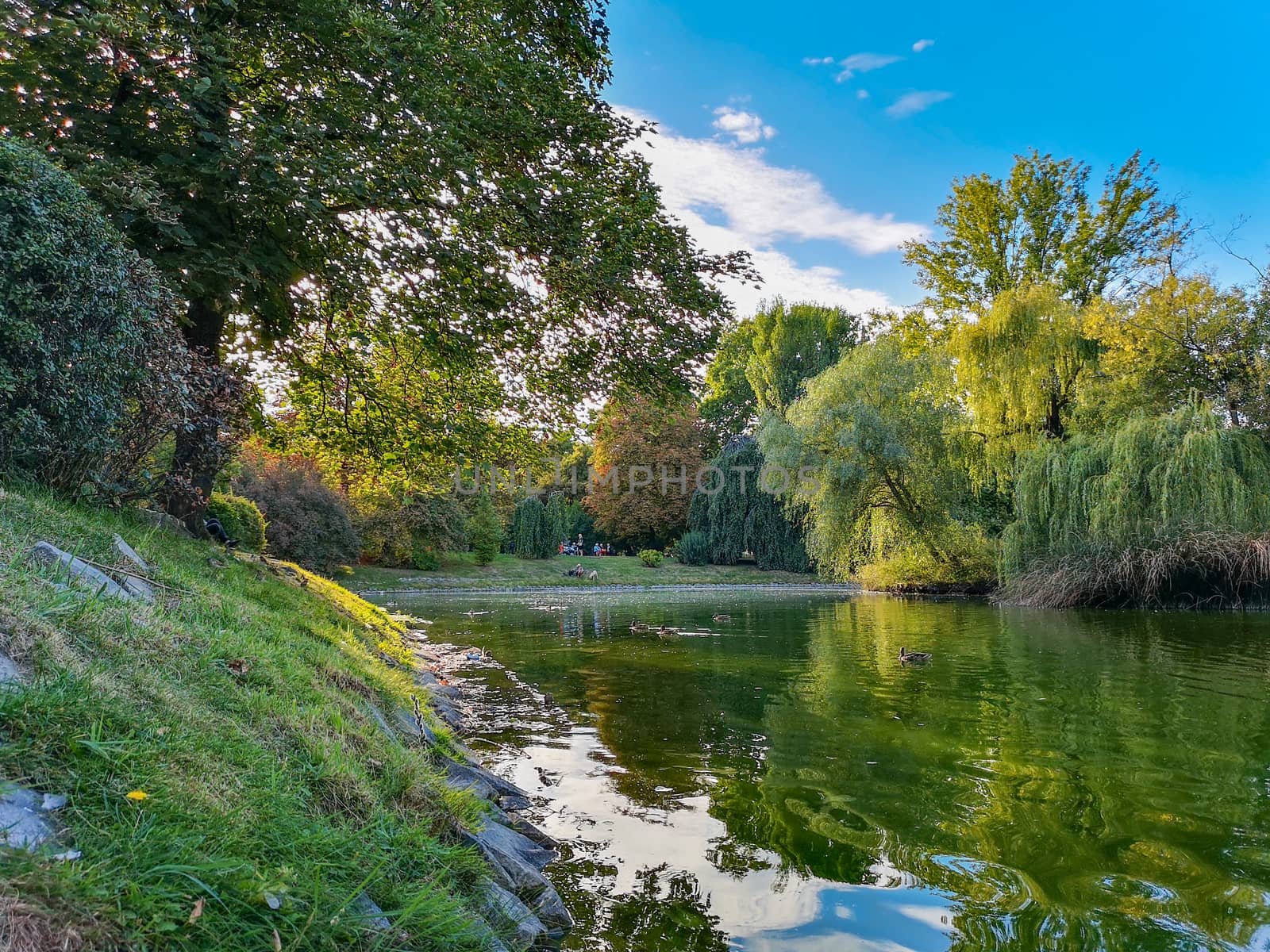 Lake with swimming ducks in Wroclaw Tolpa Park by Wierzchu