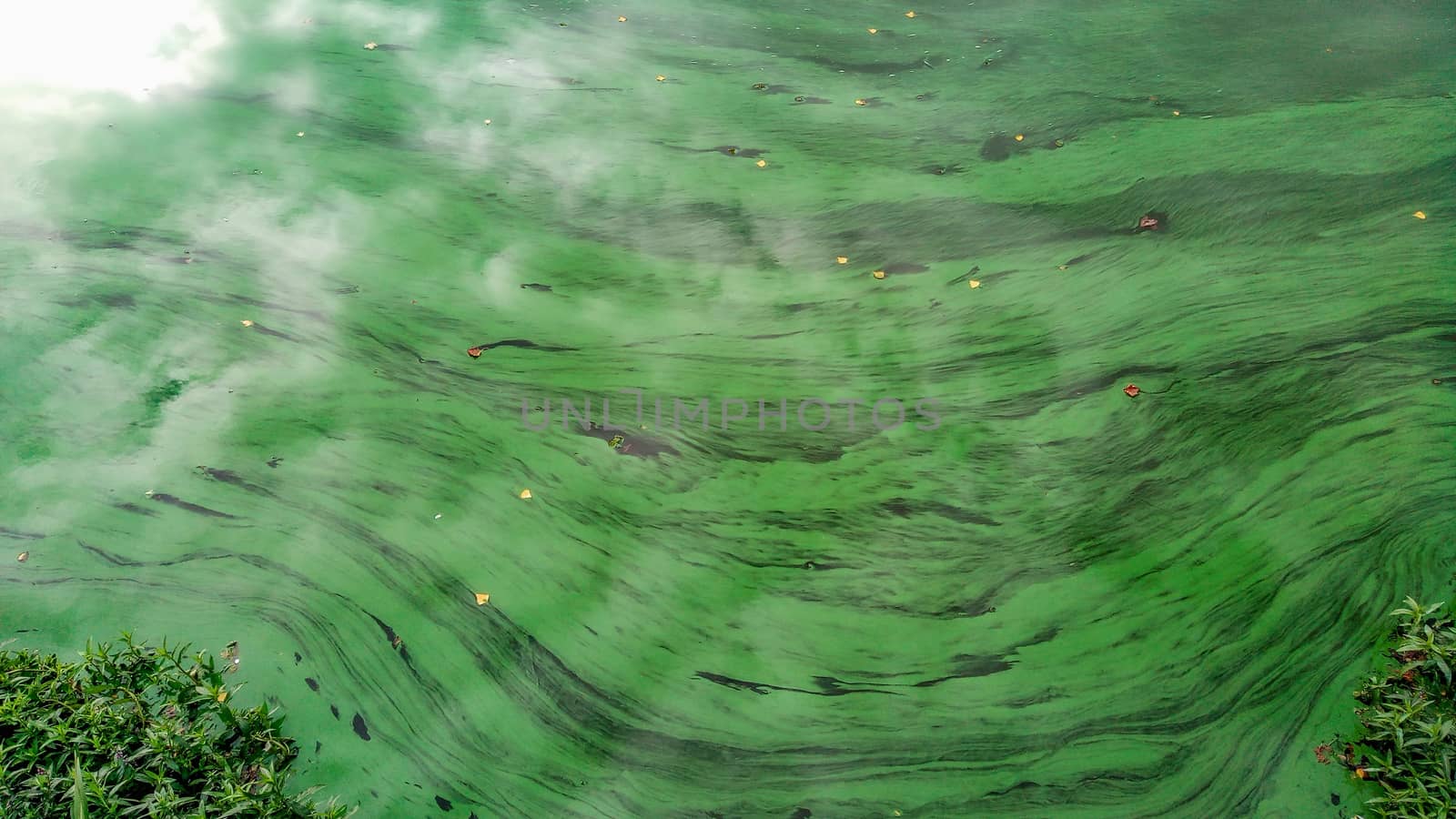 River with beautiful green pollen strukture od it in Wroclaw City by Wierzchu