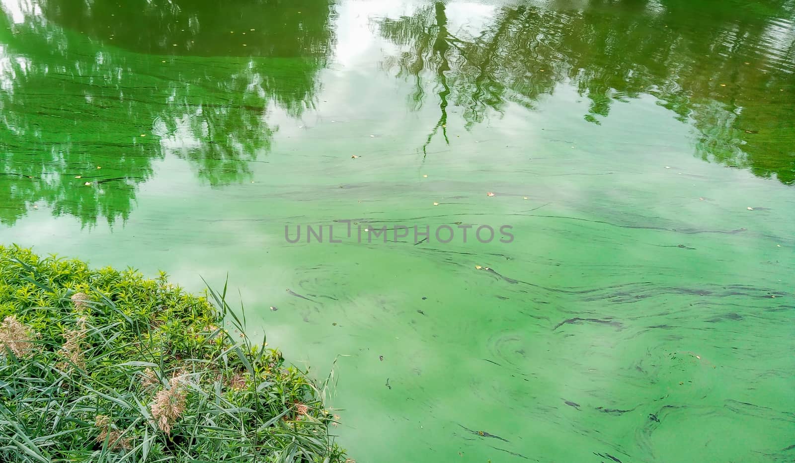 River with beautiful green pollen strukture od it in Wroclaw City