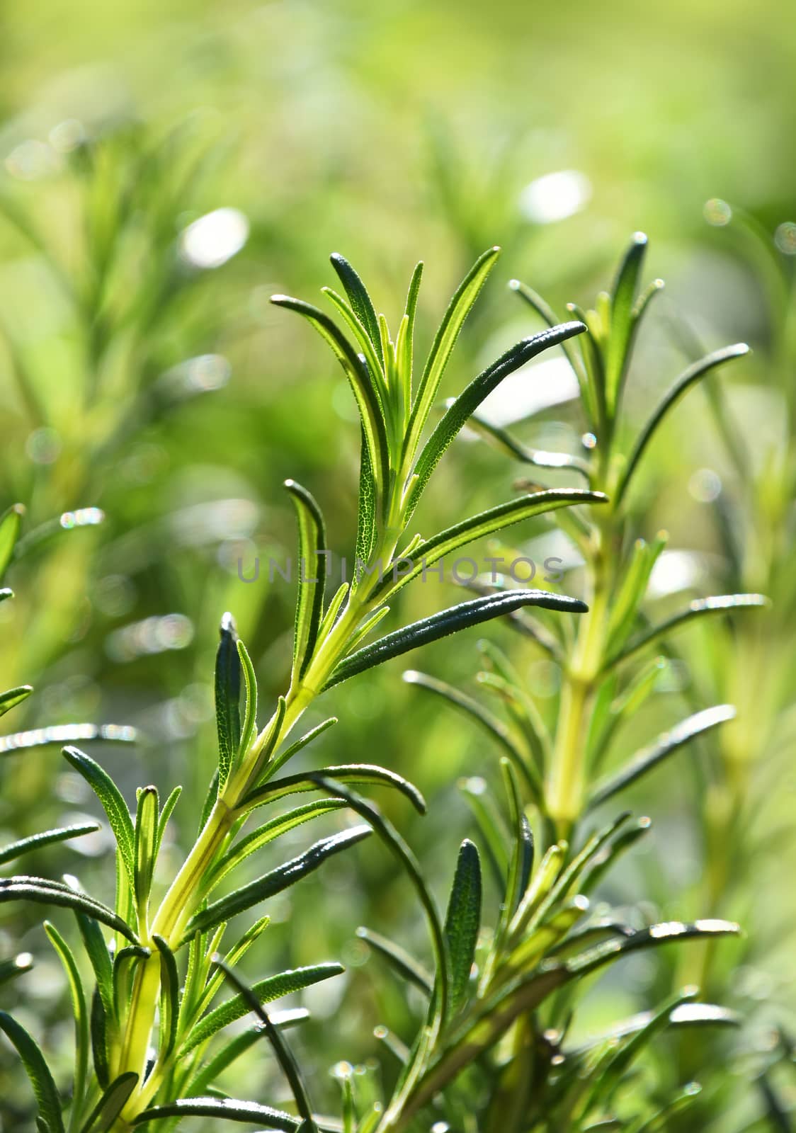 Close up green fresh rosemary spicy herb (Rosmarinus officinalis) sprouts growing under bright sunshine