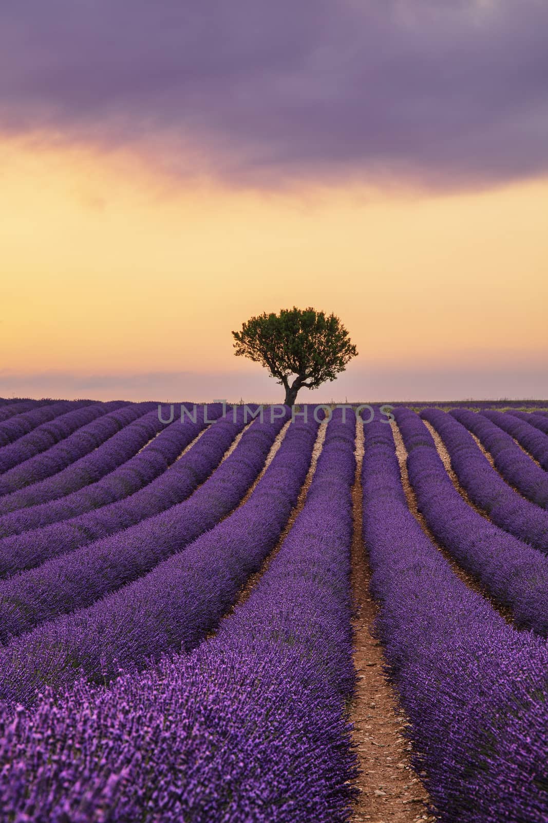 Purple lavender field of Provence at sunset by BreakingTheWalls