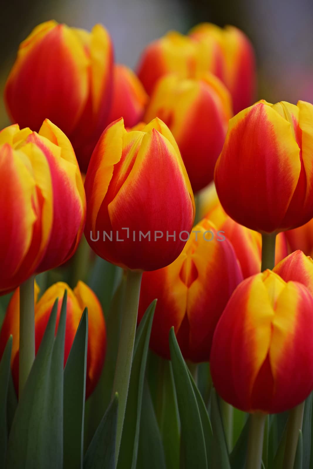 Red and yellow fresh tulip flowers by BreakingTheWalls