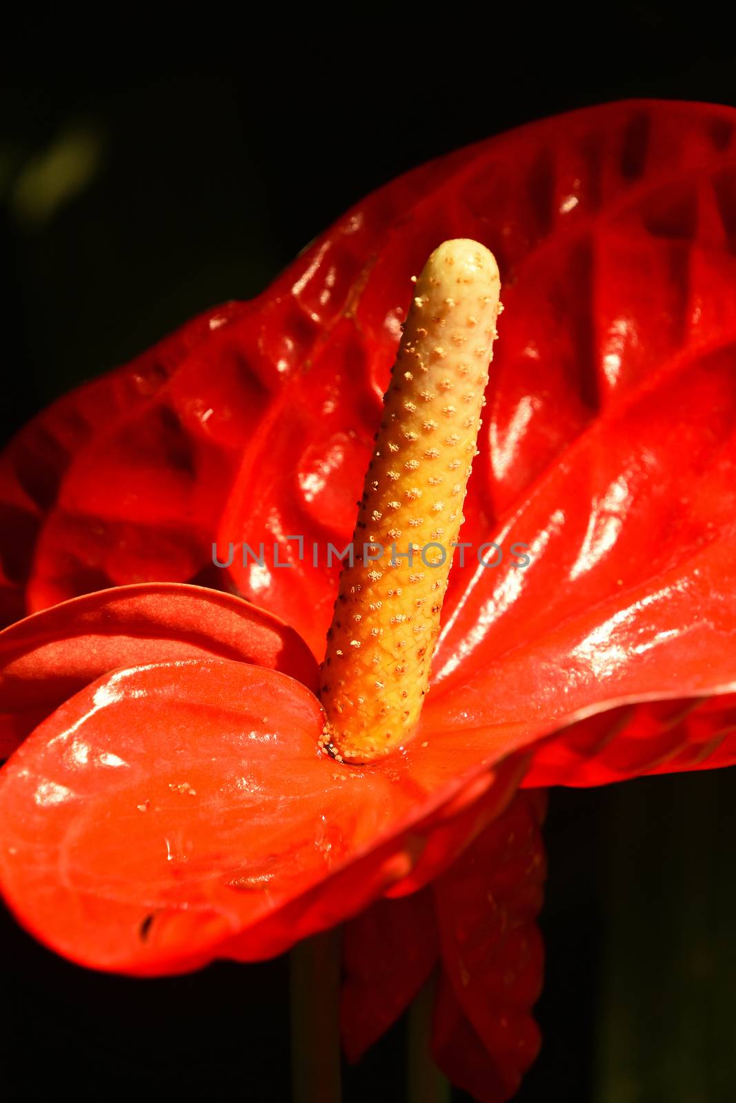 Close up one red Anthurium flower by BreakingTheWalls