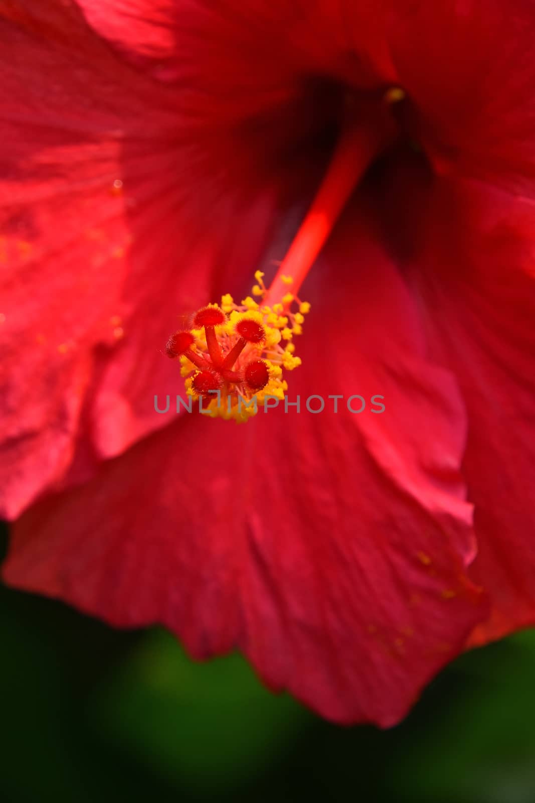 Close up red hibiscus flower pistil (mallow rose), low angle view