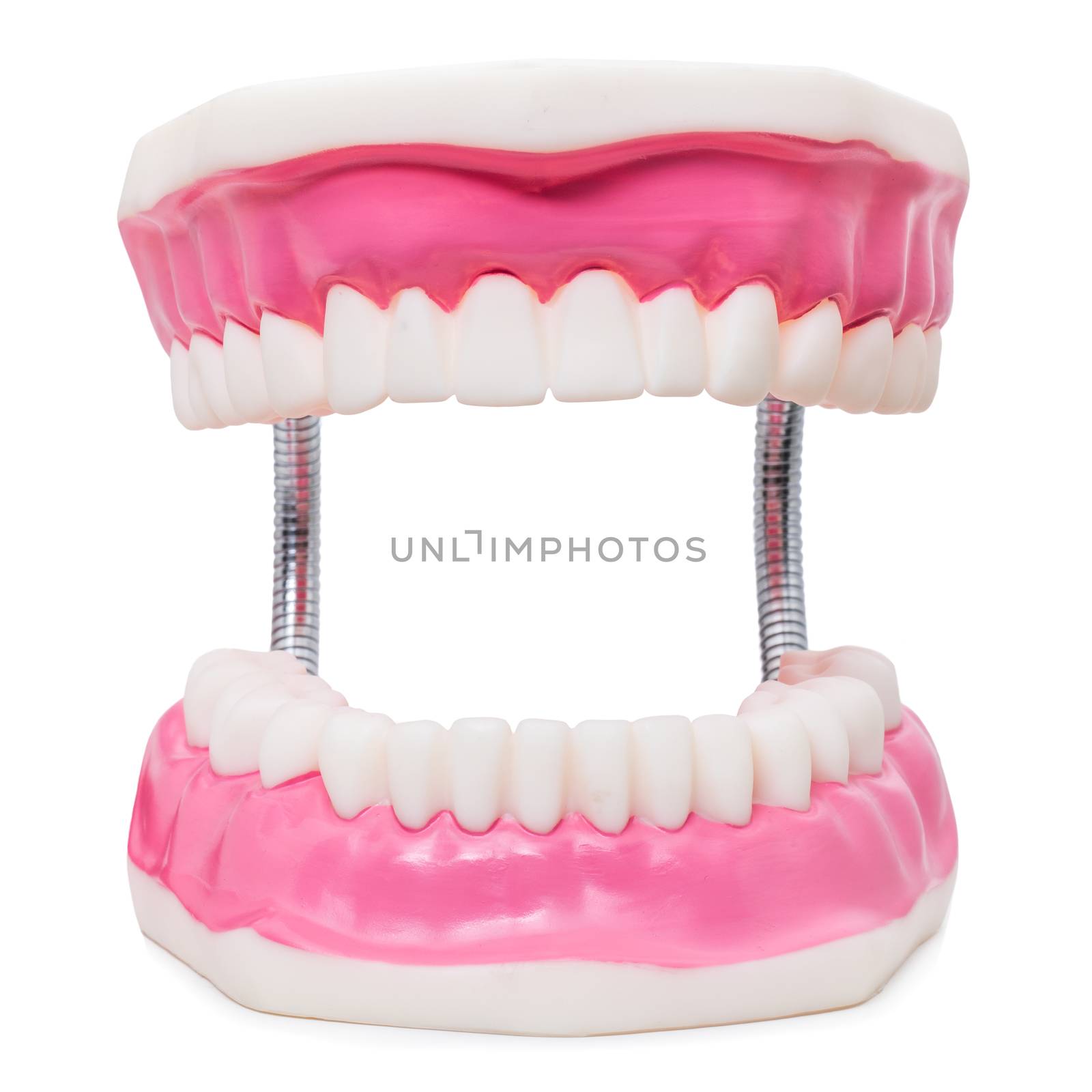 Macro close up still life of oversize human teeth prosthesis isolated on white background.