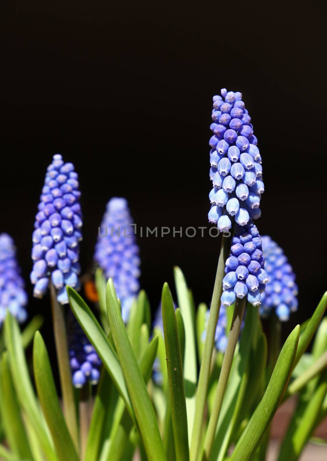 Close up Muscari bluebell flowers over black by BreakingTheWalls