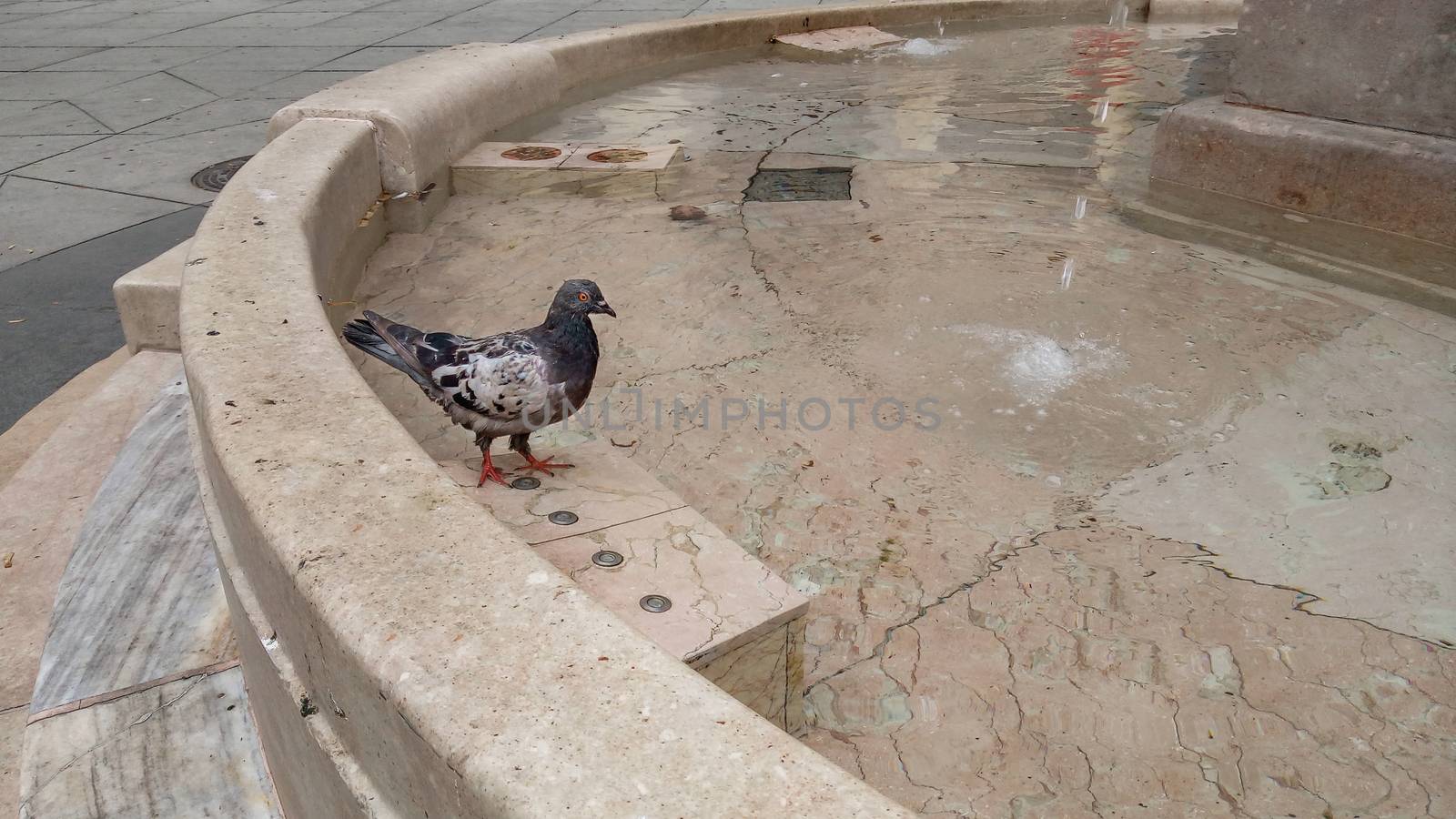 Pigeon standing on stone edge of fountain