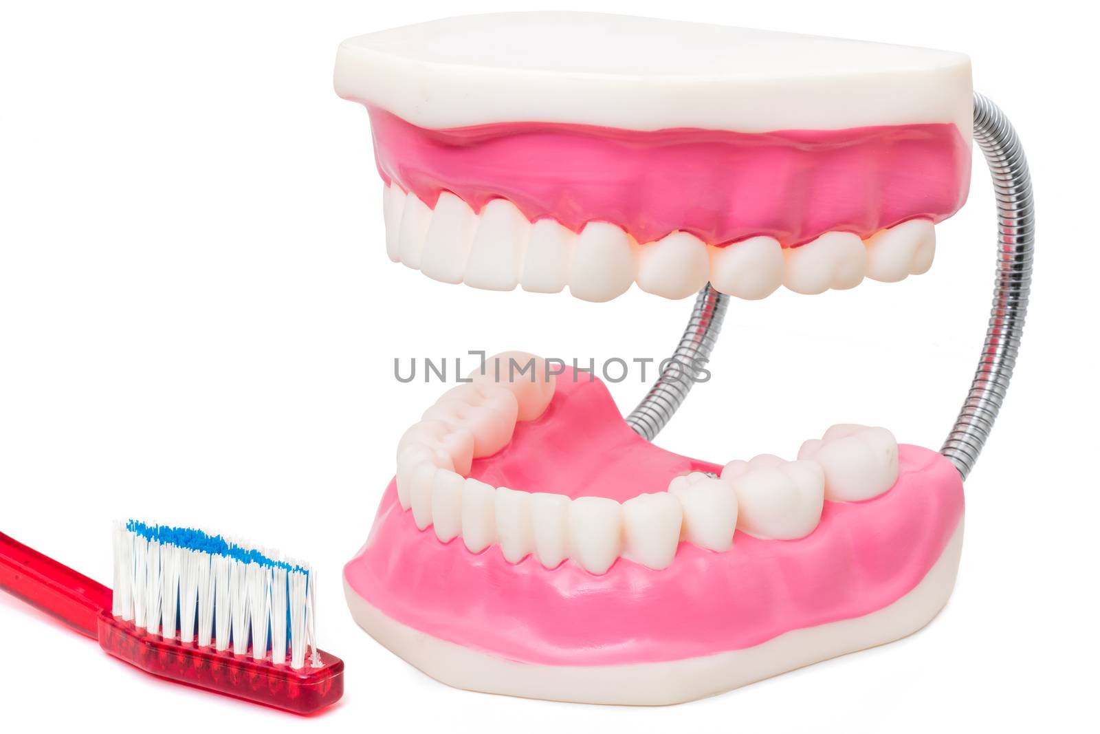 Macro close up still life of oversize human teeth prosthesis and toothbrush isolated on white background.