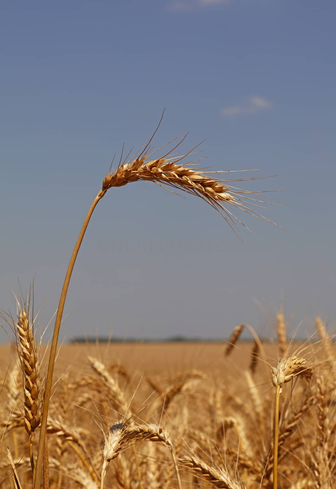 Close up field of ripe wheat or rye ears under clear blue sky, low angle view
