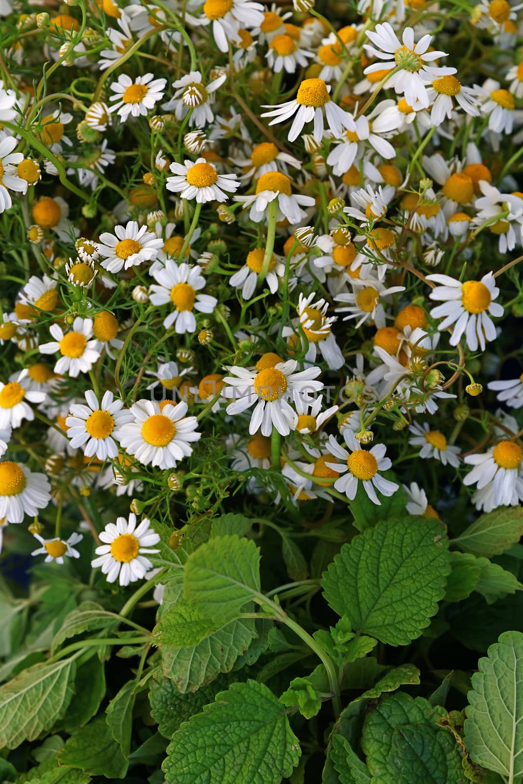 Close up background of chamomile flowers by BreakingTheWalls