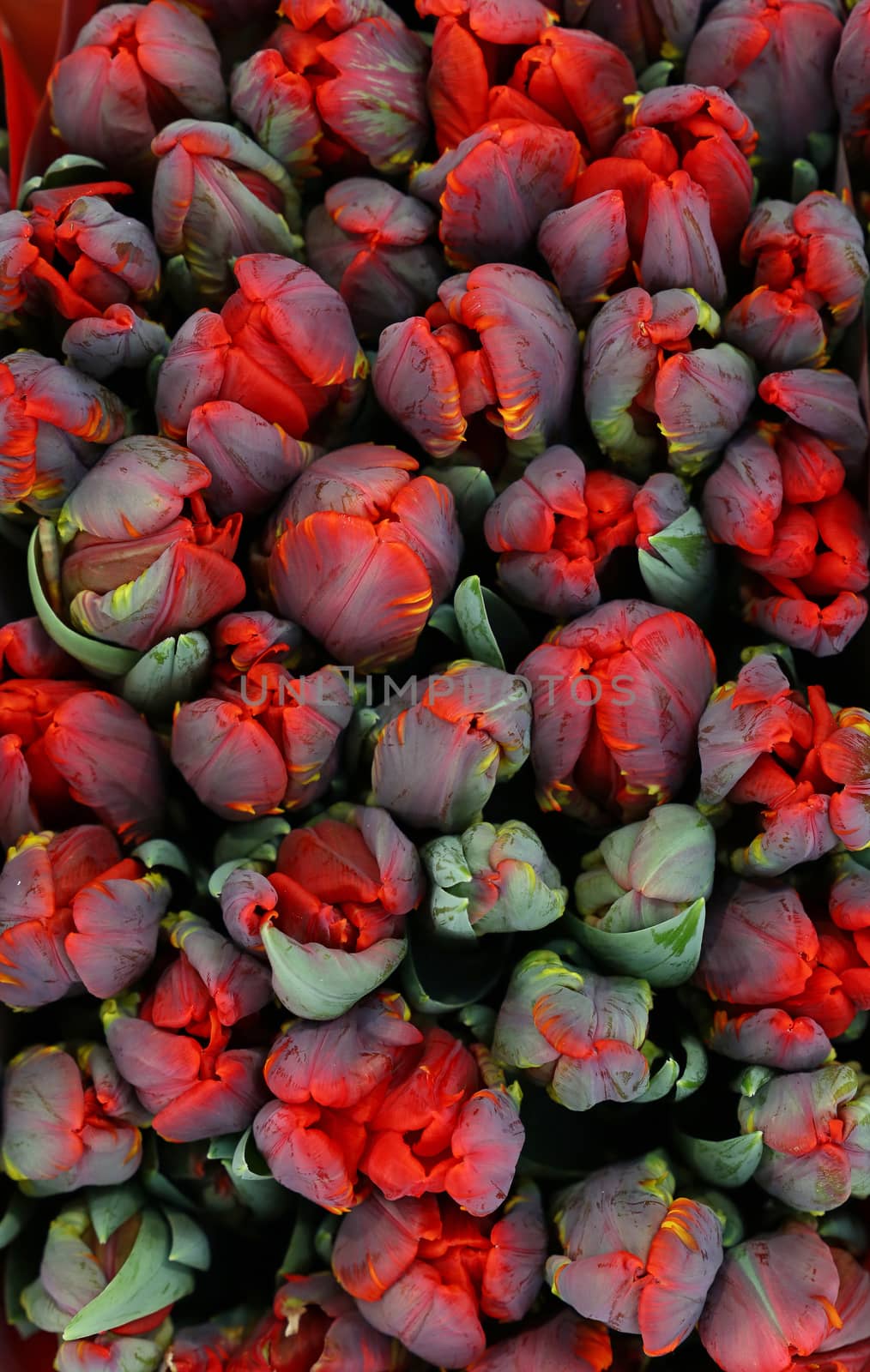Close up background of red coral pink fresh springtime tulip flowers with green leaves on retail display, elevated high angle view, directly above