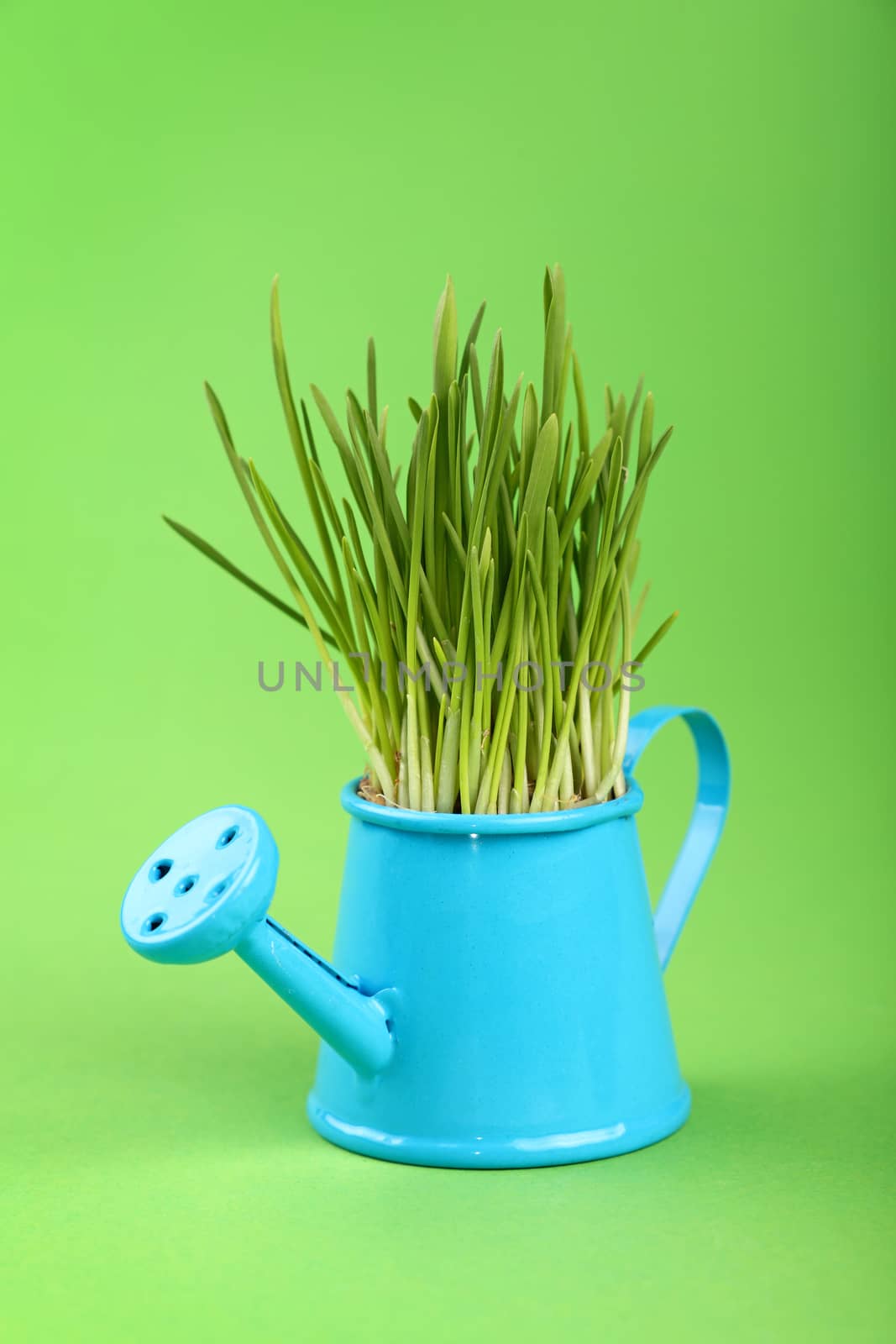 Spring fresh grass growing in small blue metal watering pot, close up over green paper background, low angle side view