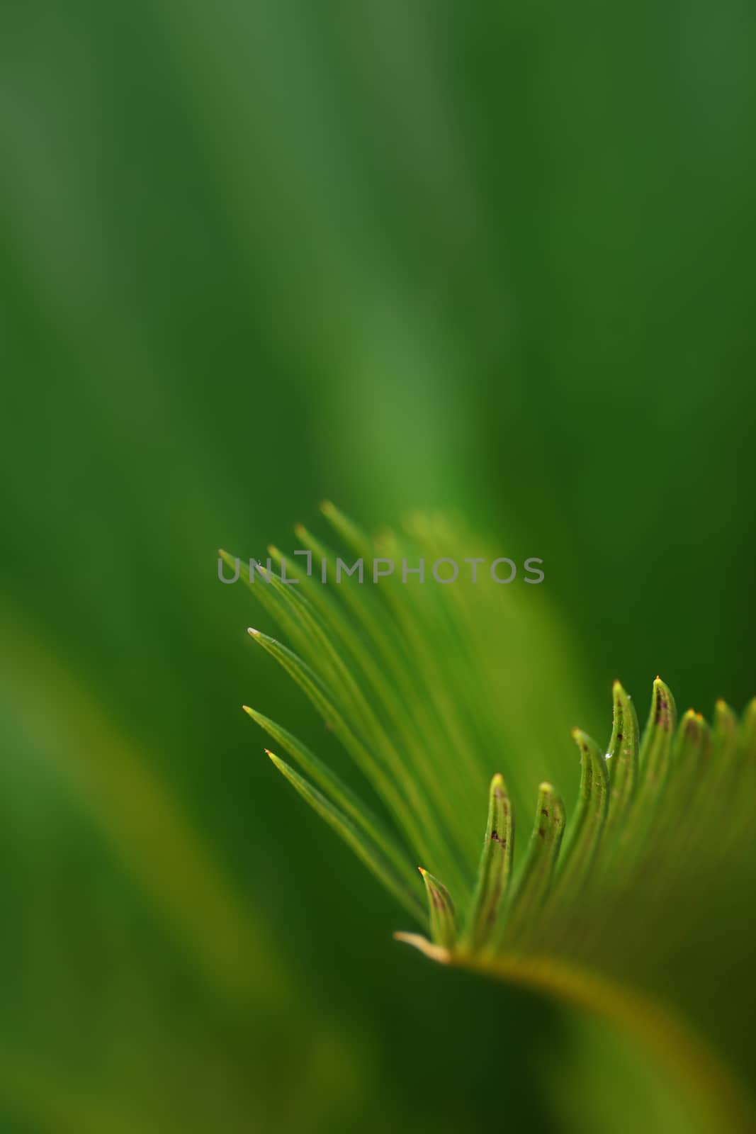 Close up evergreen Cycas plant leaves by BreakingTheWalls