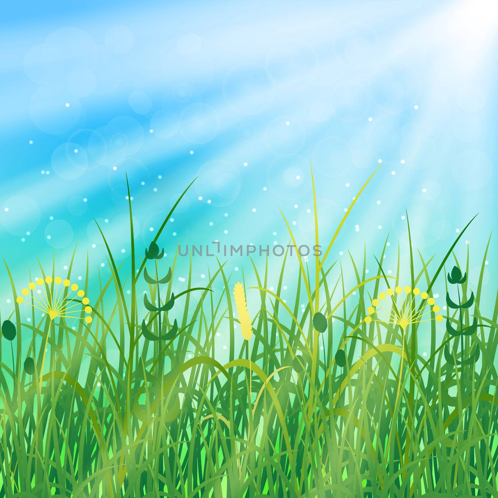 Concept Summer Solstice. Sky, blur, field grass, the lights of a sun. Rest vacation, in nature, in forest, on a country house in countryside