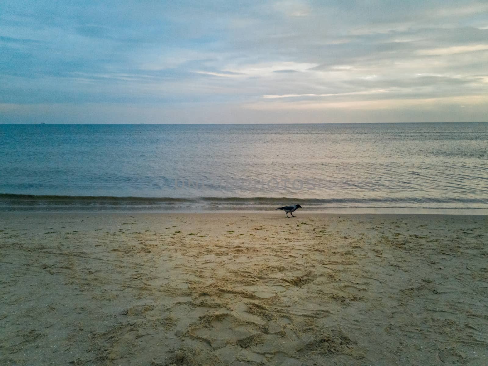 Raven walking on beach near water over Baltic Sea in Swinoujscie at november