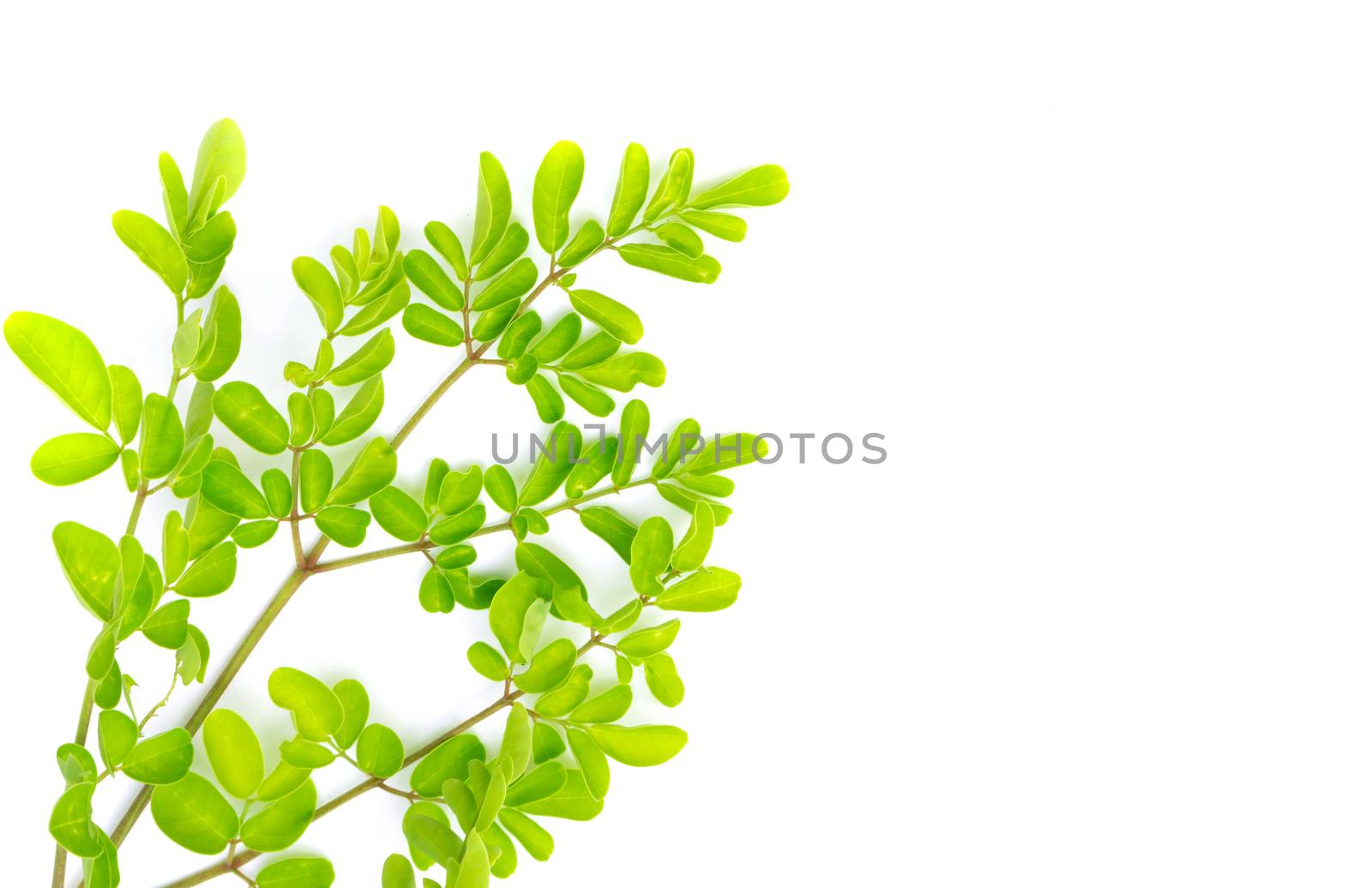 Closeup young moringa leaves branch, herb and medical concept