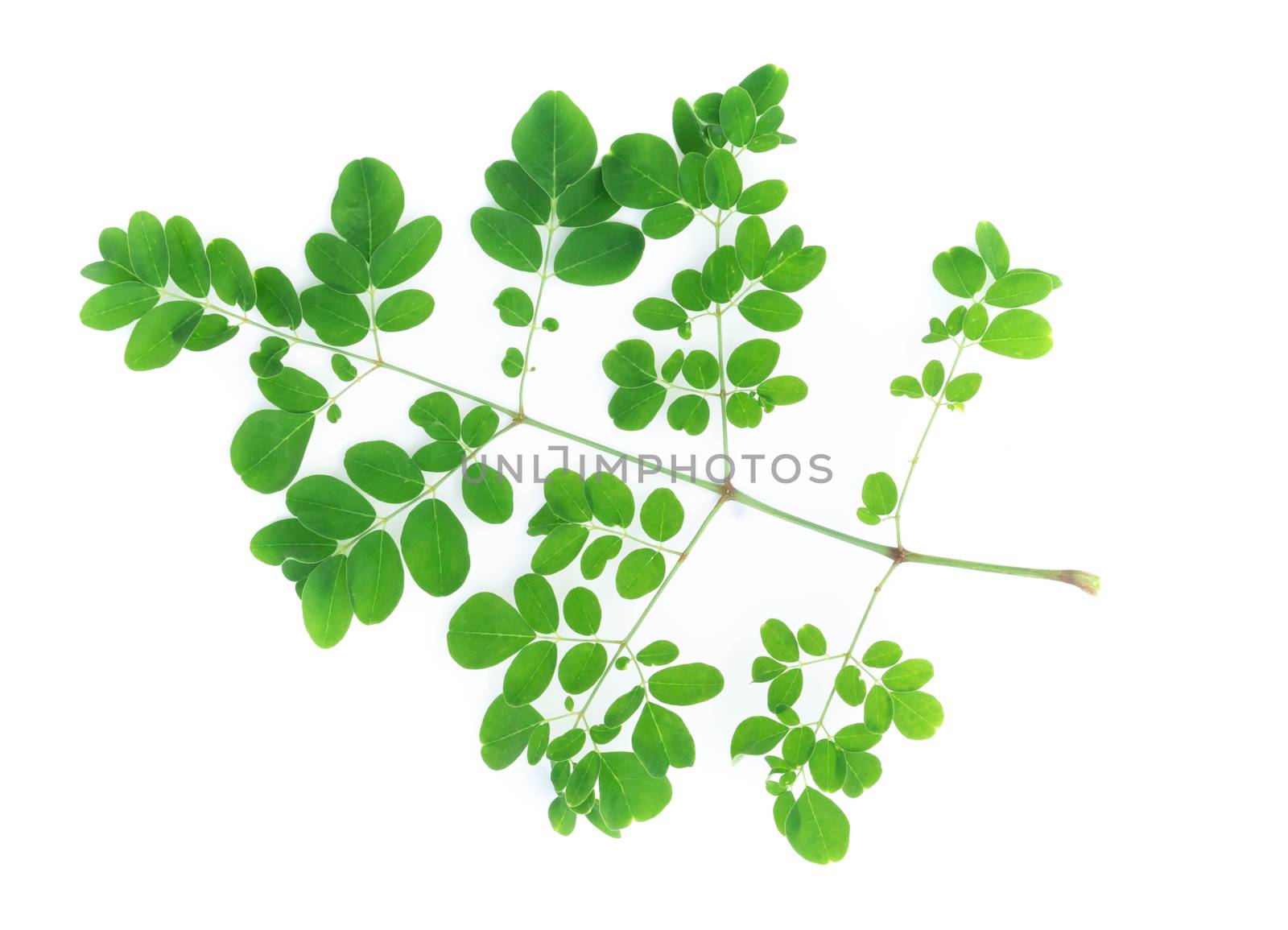 Closeup young moringa leaves branch, herb and medical concept
