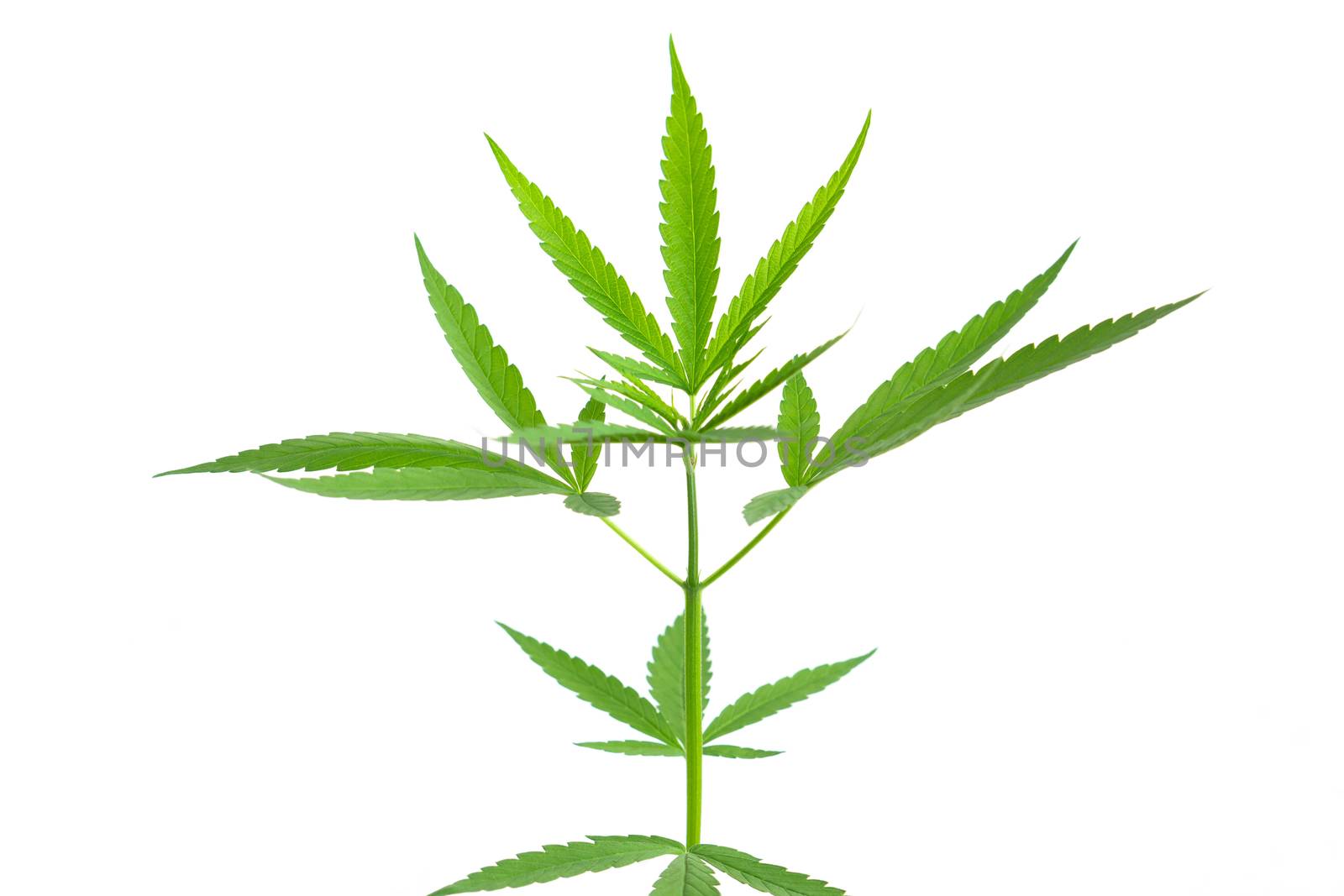 Young cannabis or marijuana leaves plant with white background, health care and medical concept