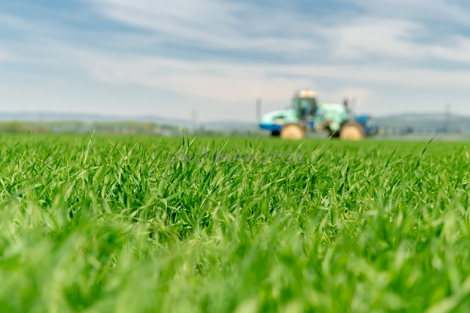 field with grass for cattle. Tractor fertilizing a field in the background, blurred. copy space by Edophoto