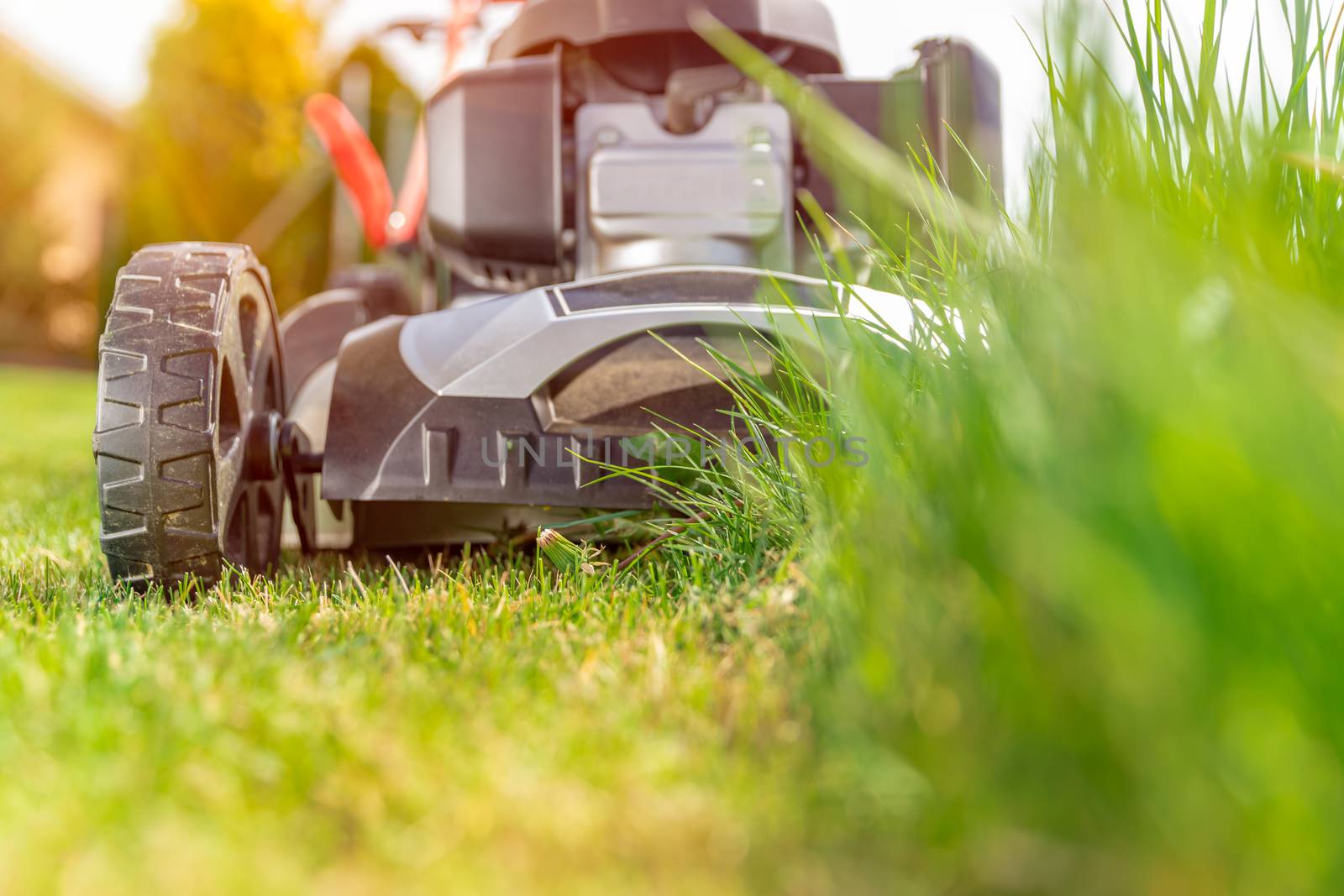 motor mower to mow the lawn next to the family house. green grass