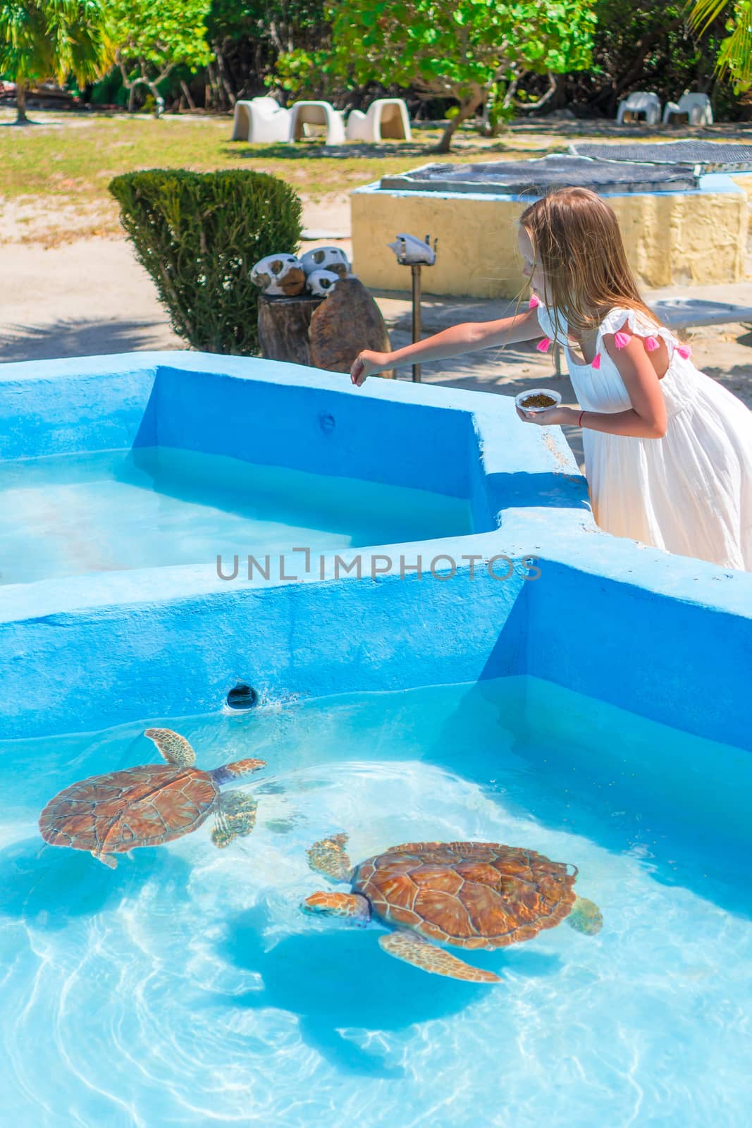 Sea turtles looking from the water in the reserve and a little girl feeds little turtles by travnikovstudio