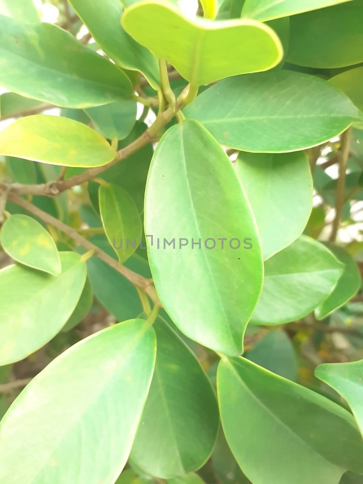 Selective focus on big leaves of a plant