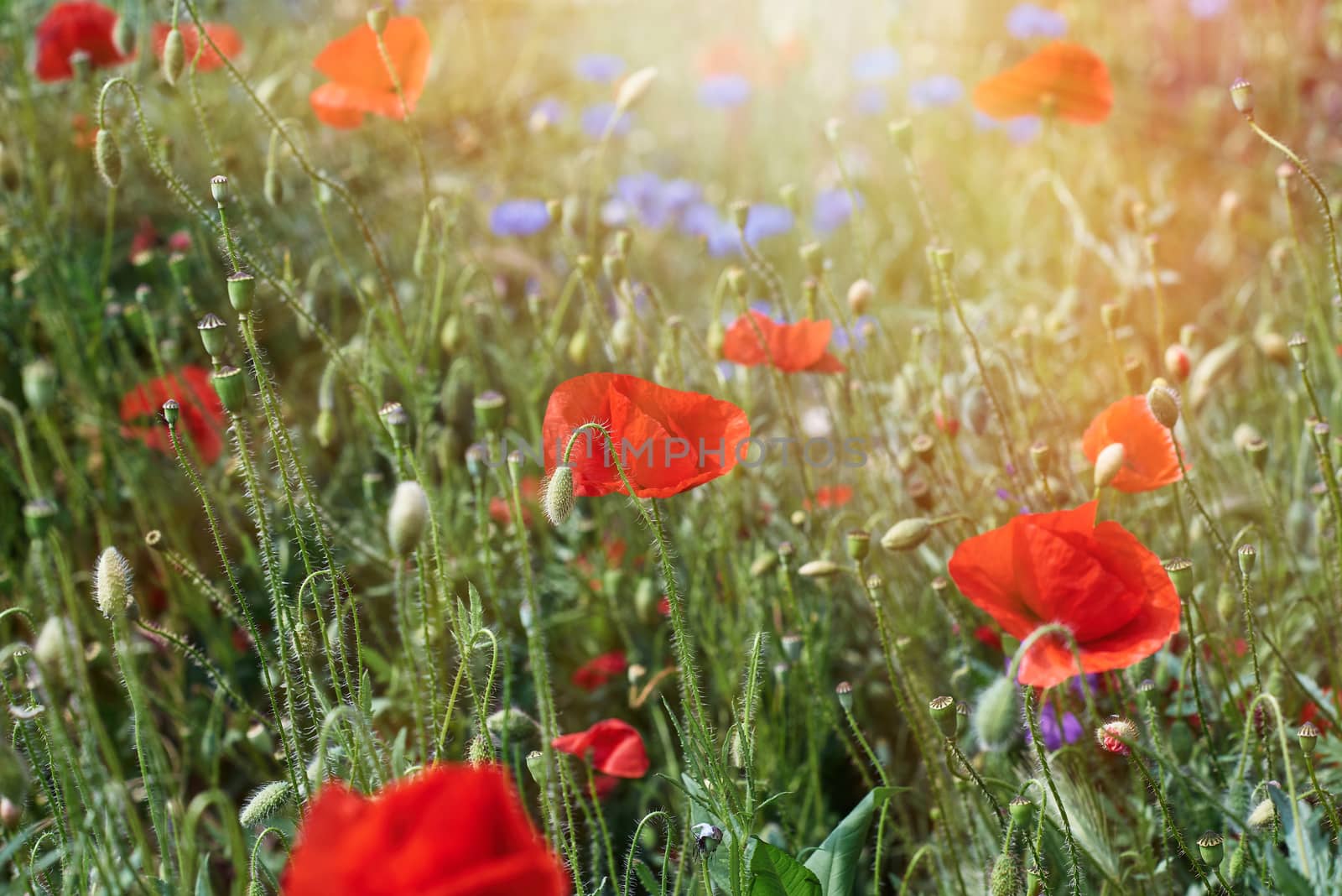 large field with red blooming poppies and green leaves  by ndanko