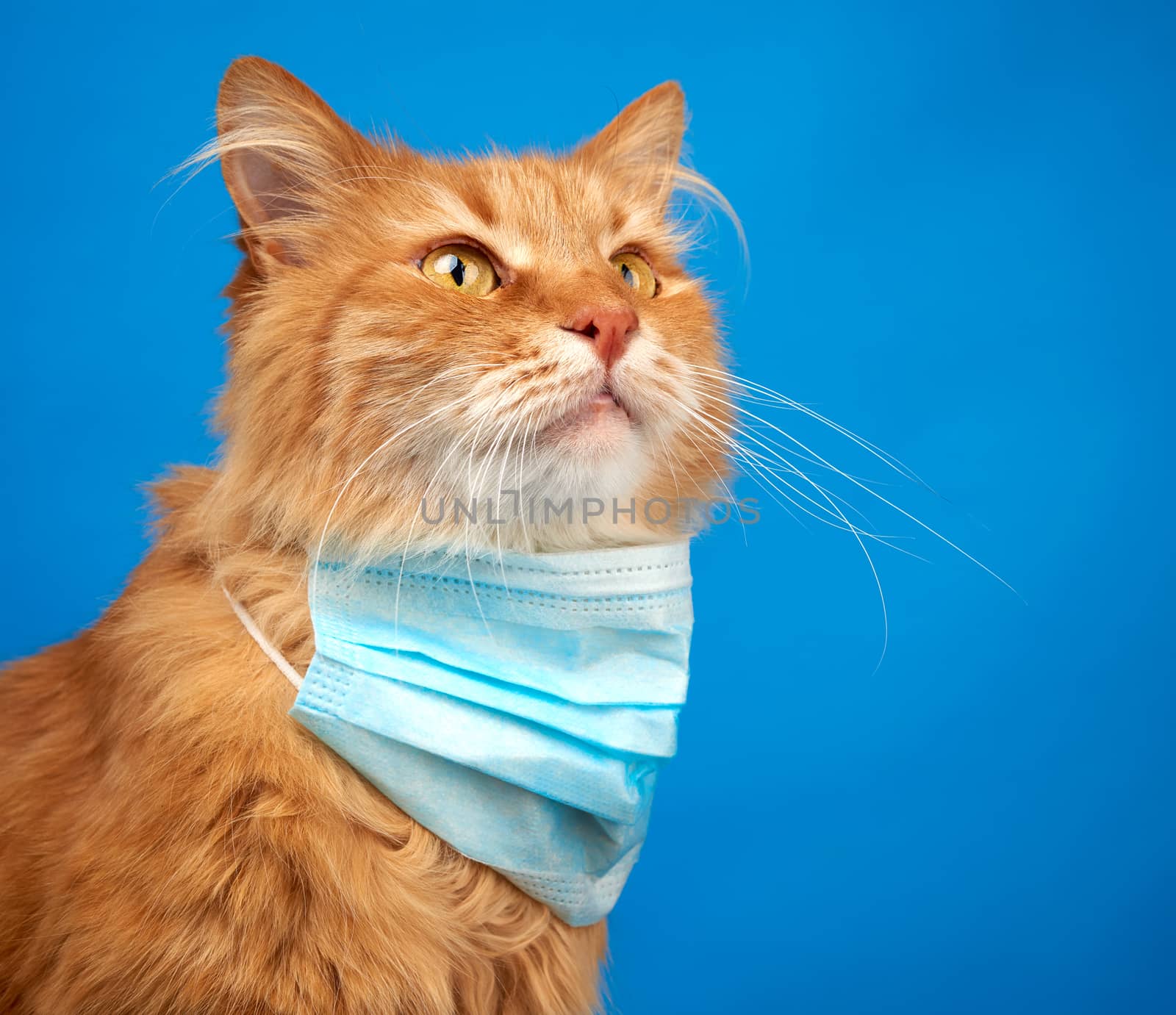 adult red fluffy cat sitting in a disposable medical mask on a b by ndanko