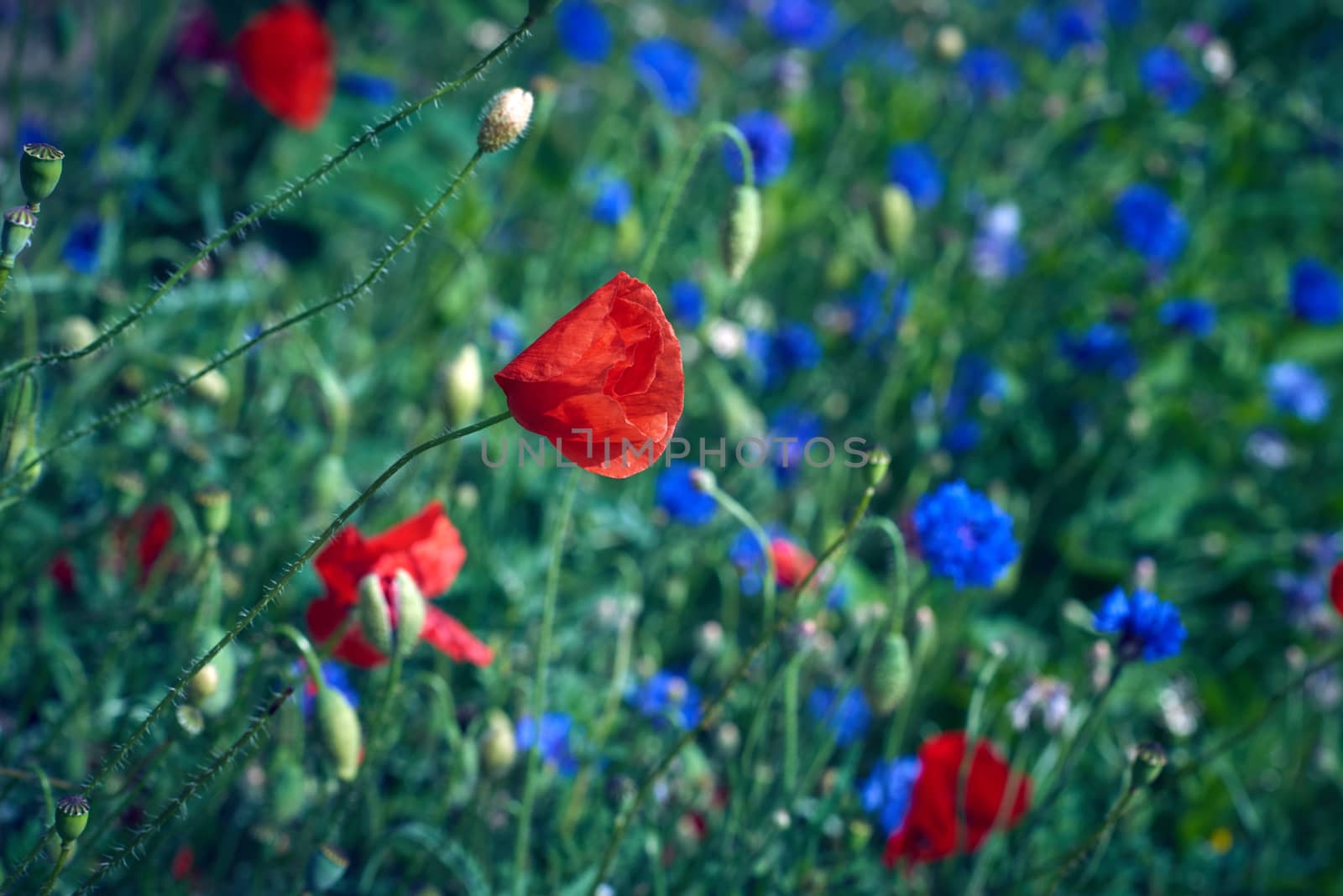 large field with blue cornflowers and red blooming poppies and g by ndanko