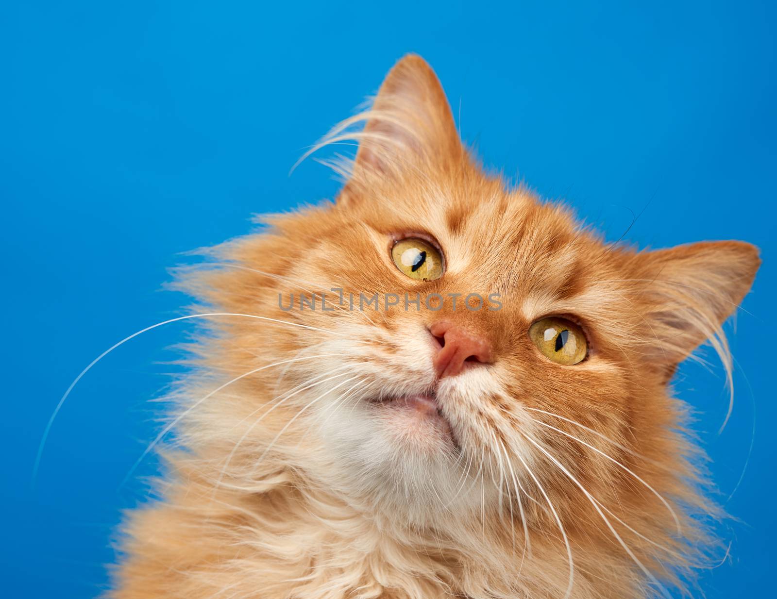 portrait of adult ginger fluffy cat on a blue background, close up