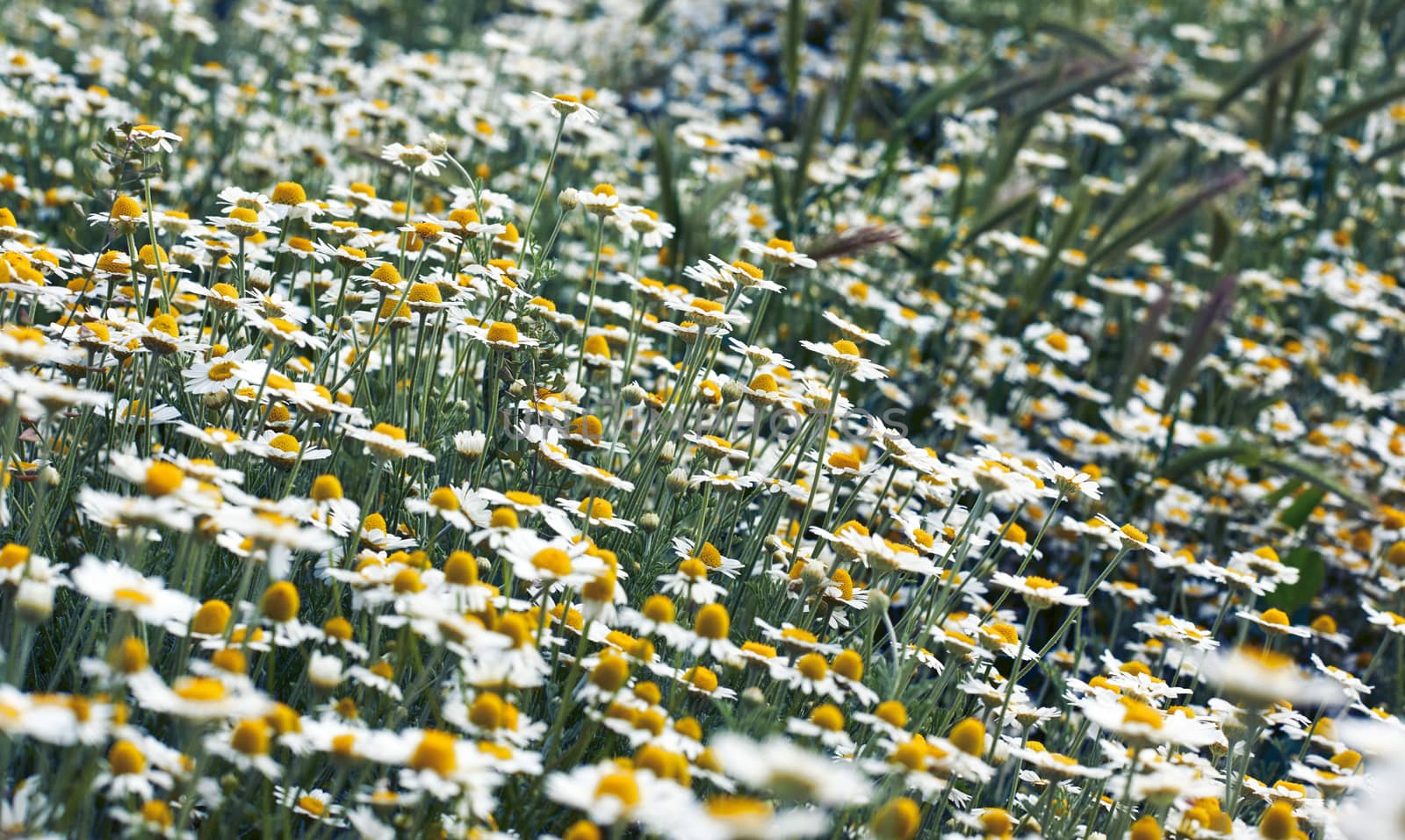 large field with white blooming daisies on a spring day by ndanko