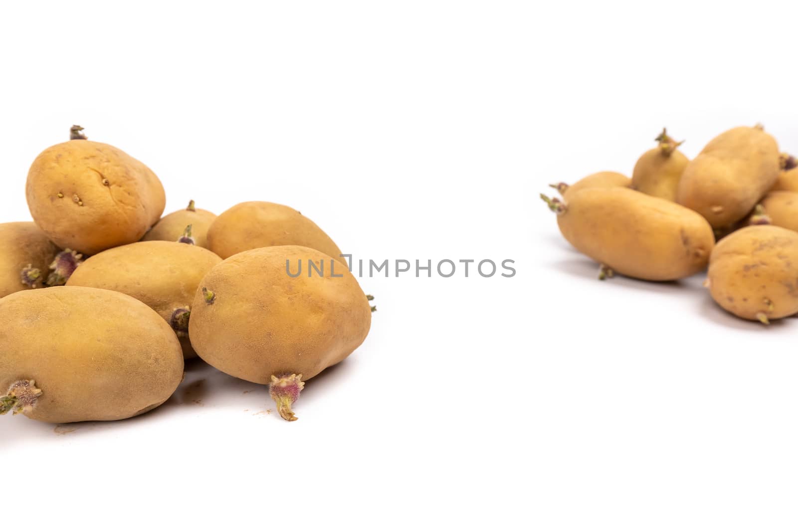 set of sprouted potato plants ready for planting - on white background in studio
