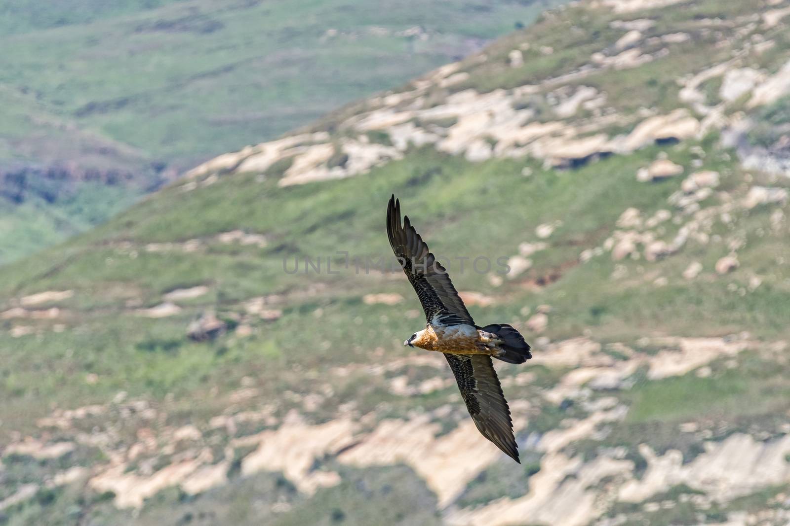 A Bearded Vulture, Gypaetus barbatus, in flight at Golden Gate in the Free State Province