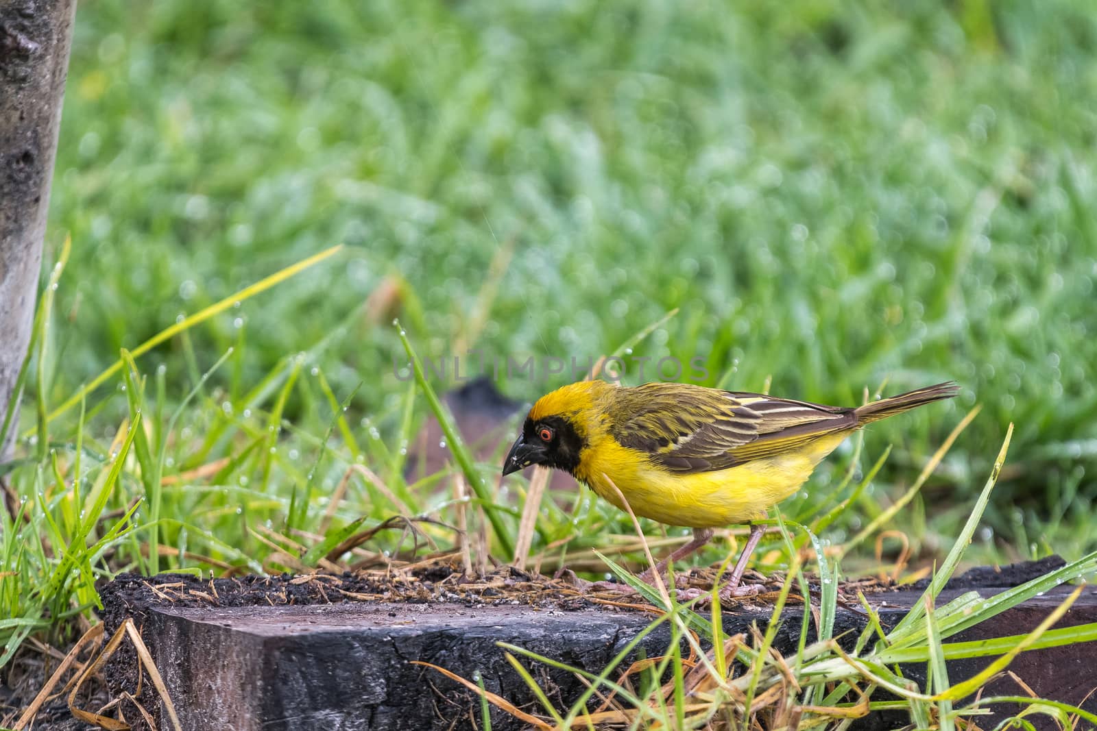 A male Southern masked weaver, Placeus velatus, foraging for food