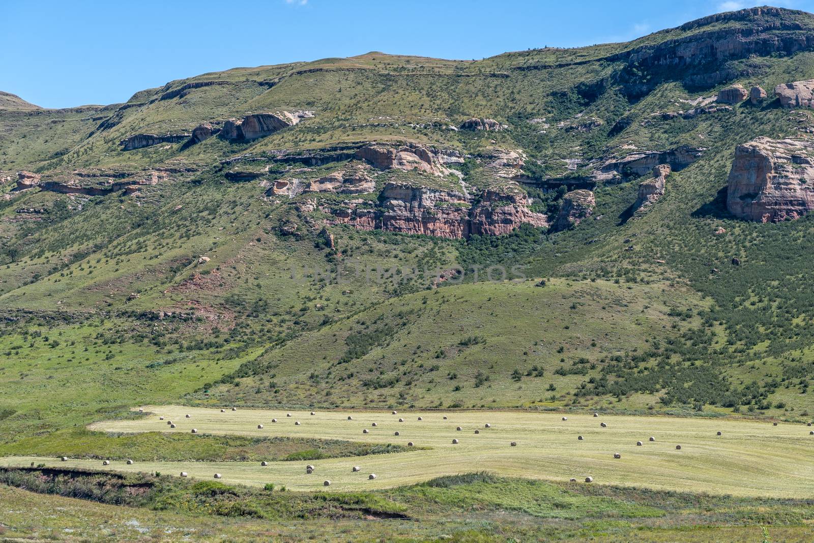 Round bales of grass in a freshly cut field near Clarens in the Free State Province
