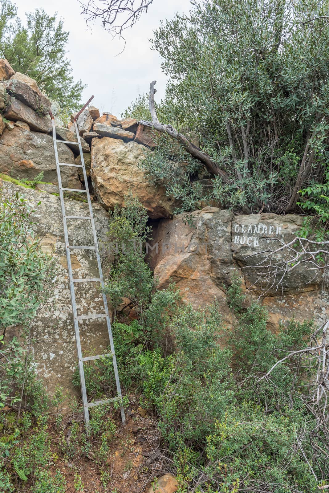 Ladder on the Zebra Hiking Trail at Eingedi by dpreezg