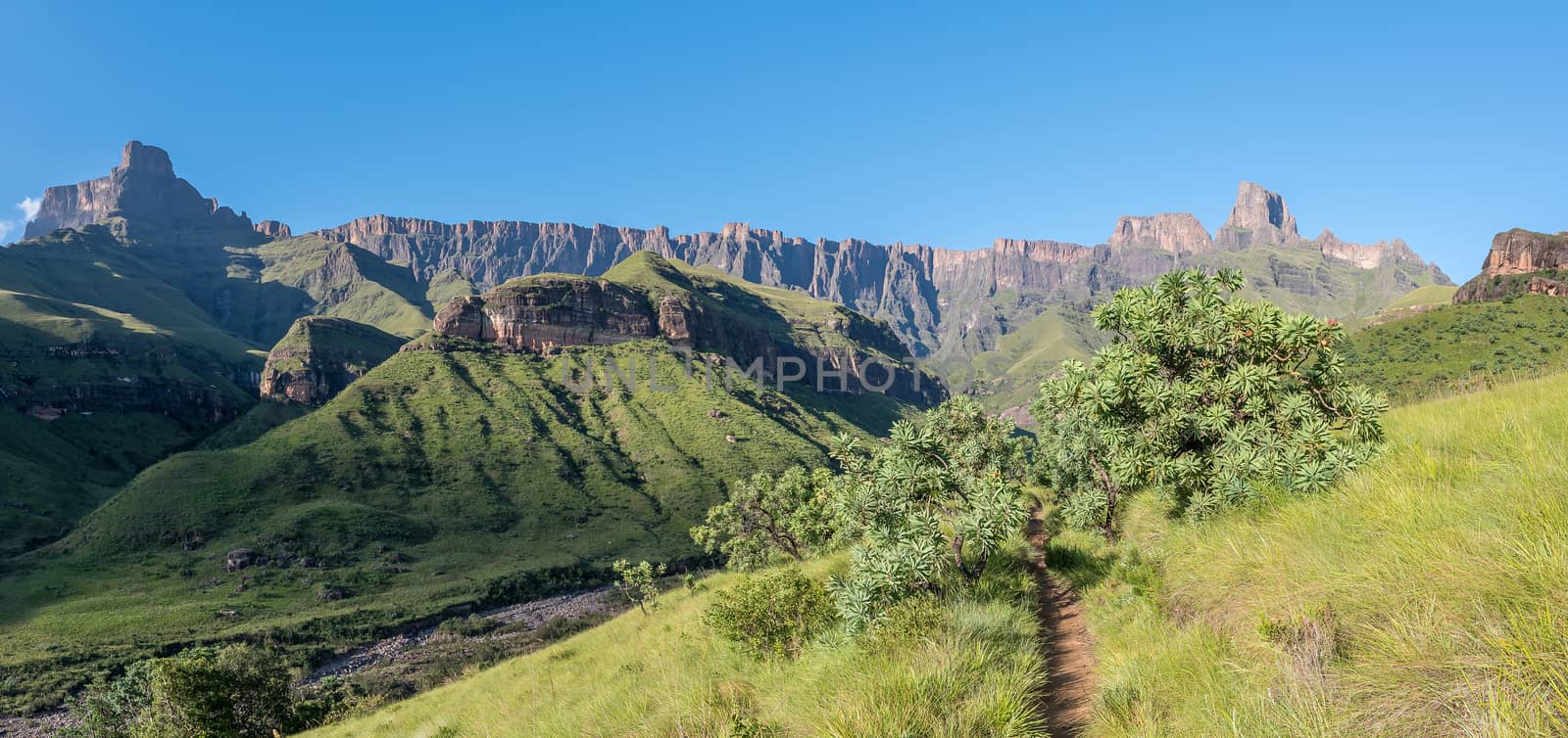 Panoramic view from the Tugela Gorge hiking trail towards the Amphitheatre. The Tugela River and protea trees are visible