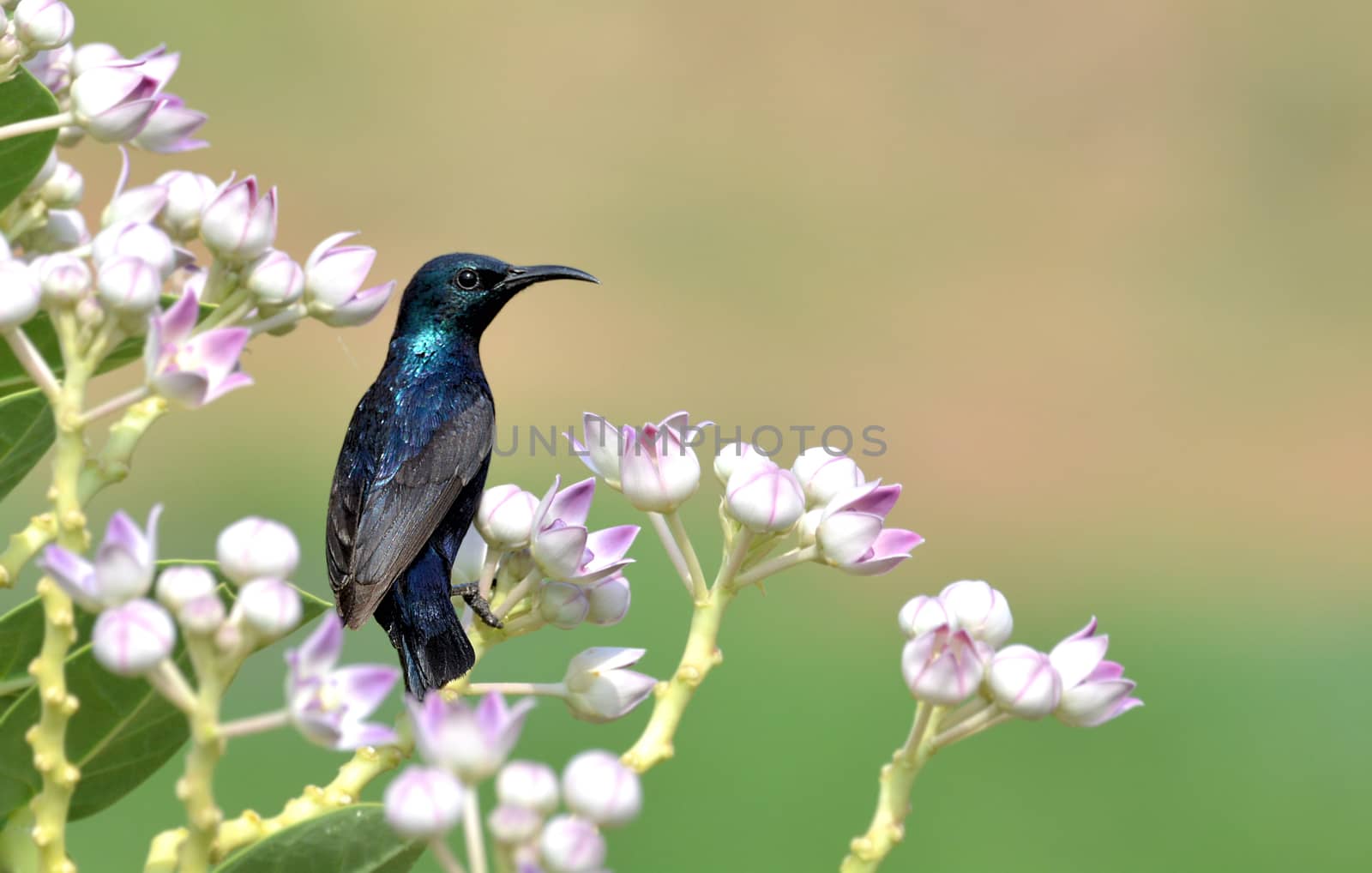 Purple sunbird by rkbalaji