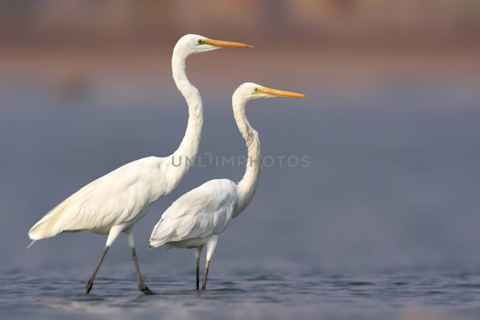 Great egret bird standing pair by rkbalaji
