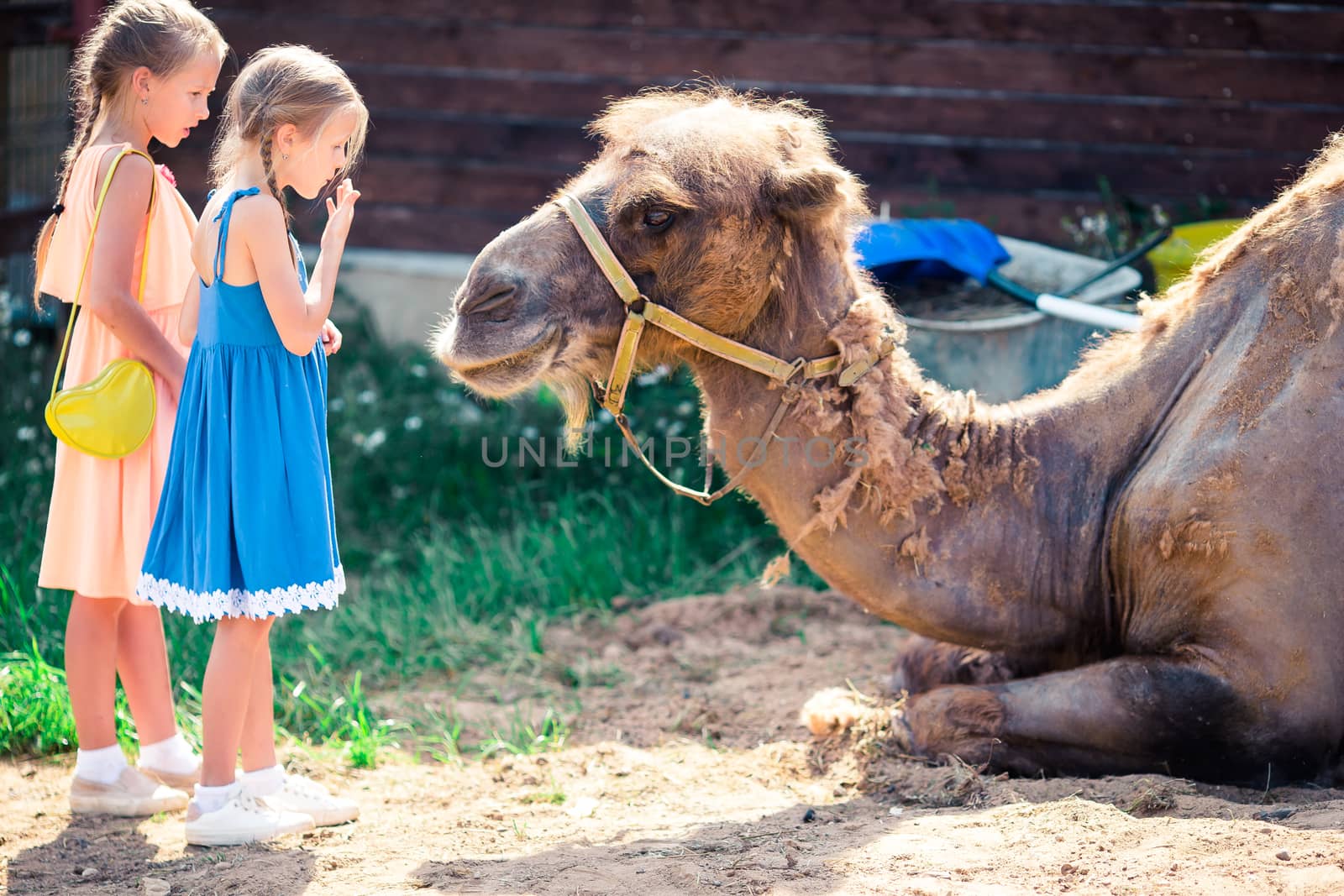 Little girl with camels in the zoo on warm and sunny summer day. Active family leisure. by travnikovstudio