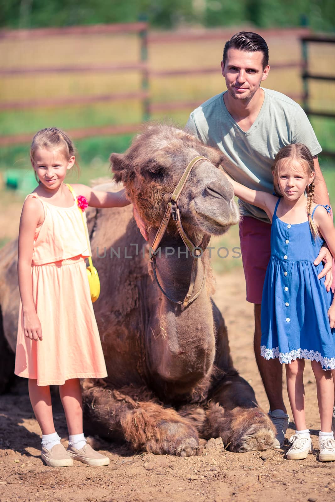 Family with camels in the zoo on warm and sunny summer day. Active family leisure. by travnikovstudio